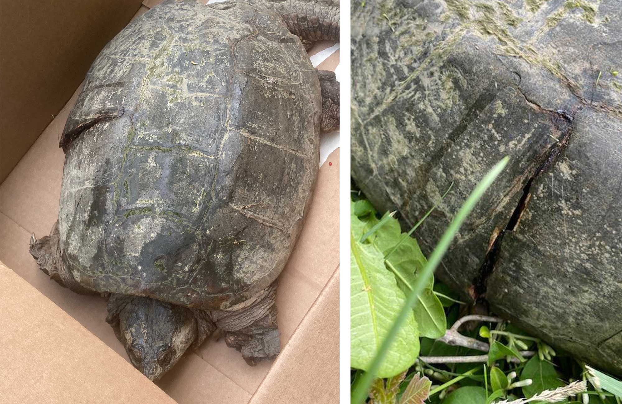 A snapping turtle that was hit by a car.