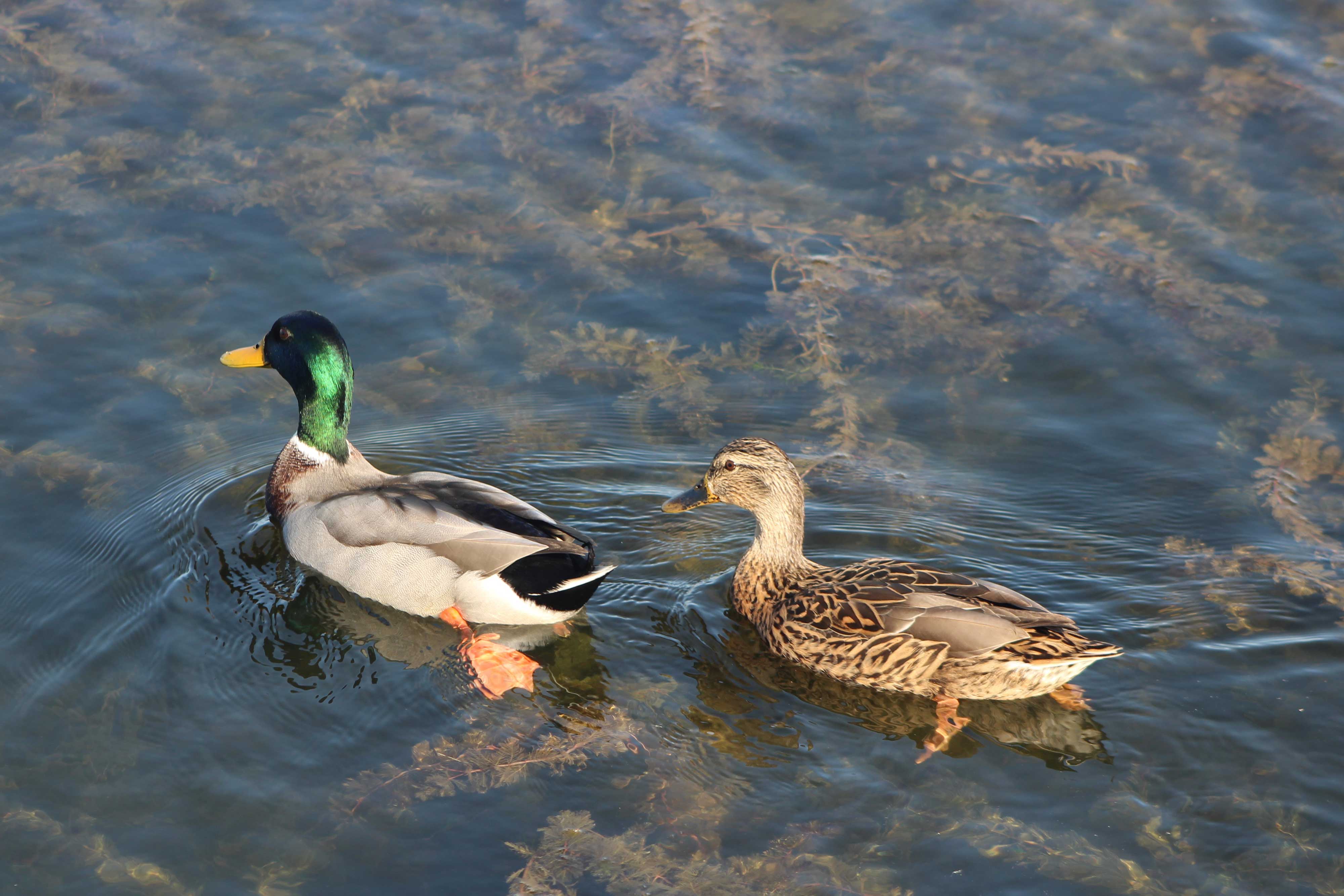 A male and female mallard swimming in the water.