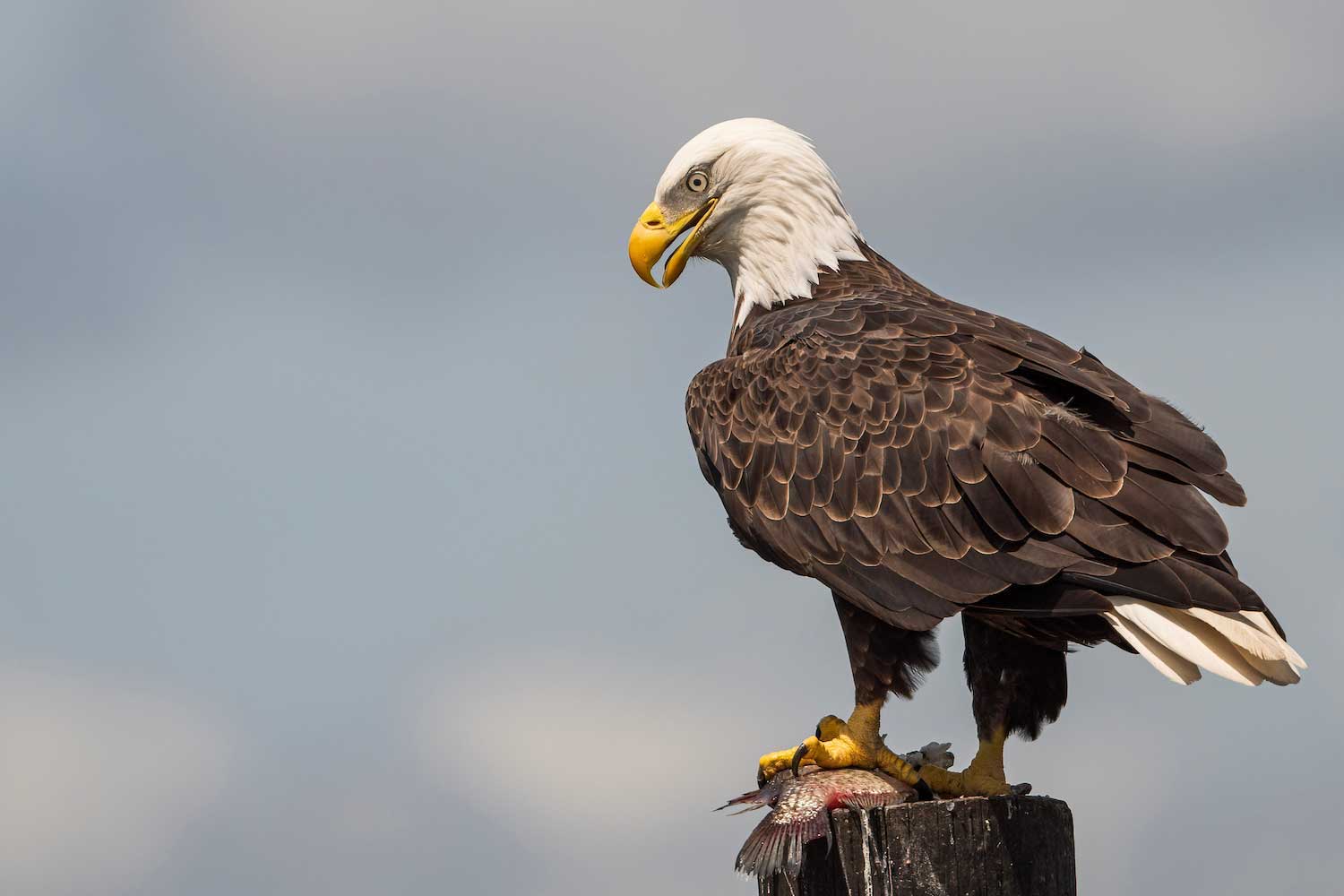An eagle perched atop a post with a fish under its claw.