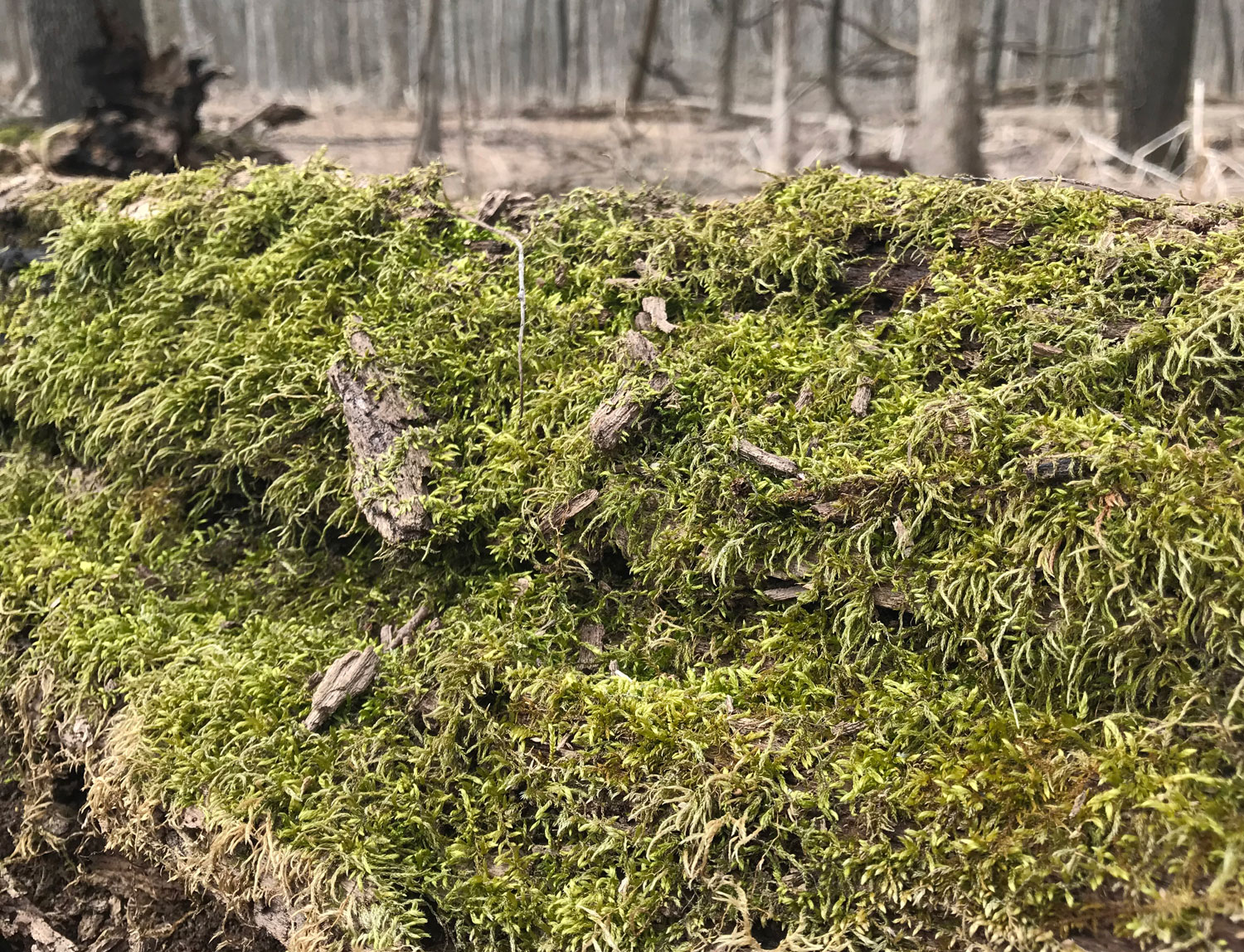 A close up view of moss growing on a log