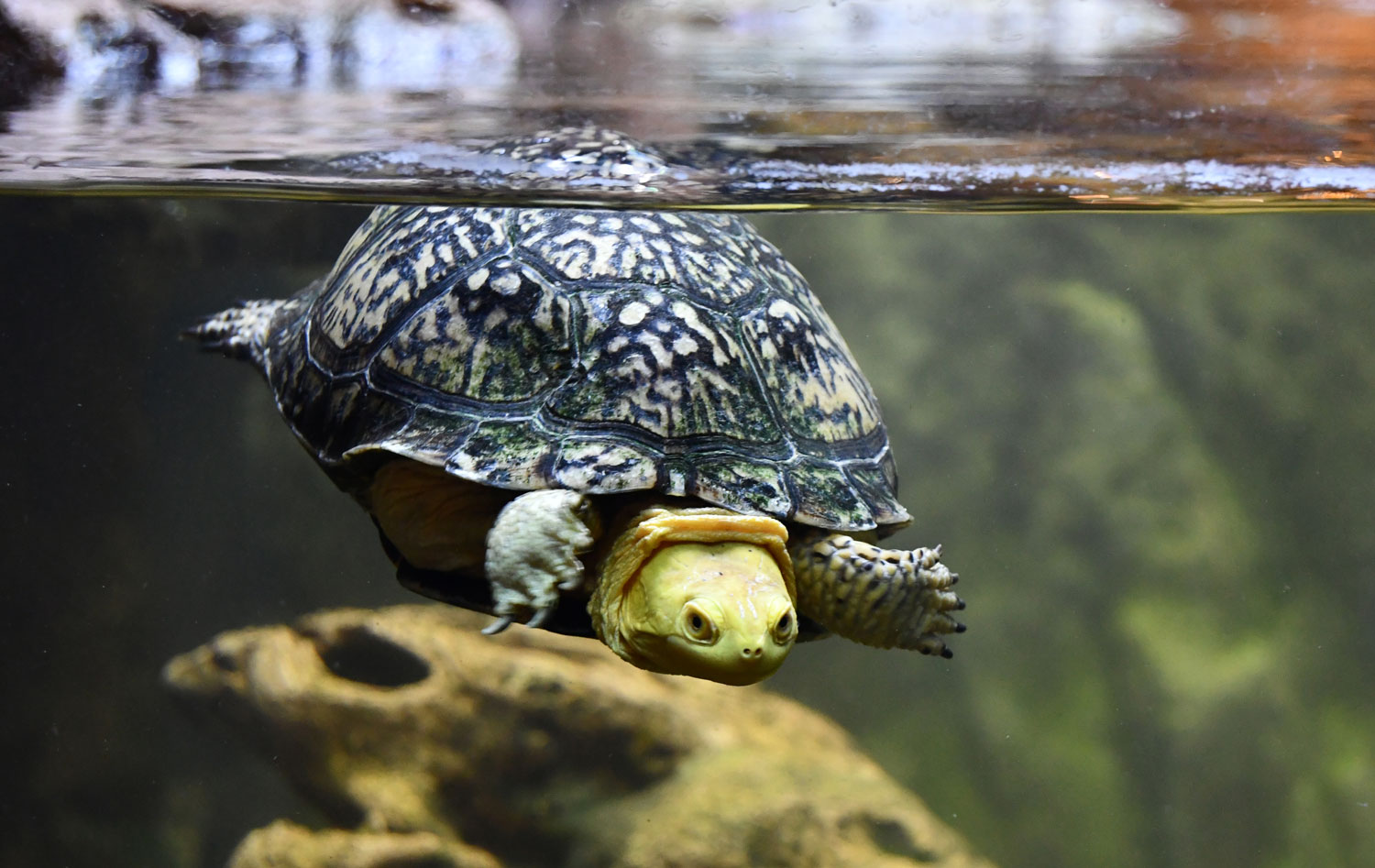 A turtle swimming in water in an aquarium.