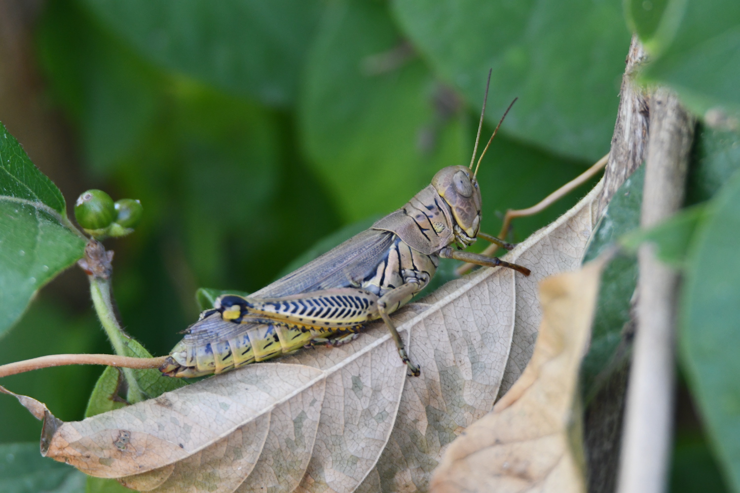 A grasshopper sitting on a brown leaf.