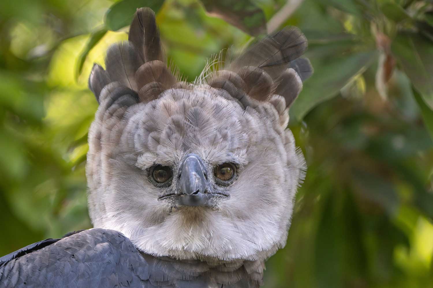 A closeup of a harpy eagle's face.