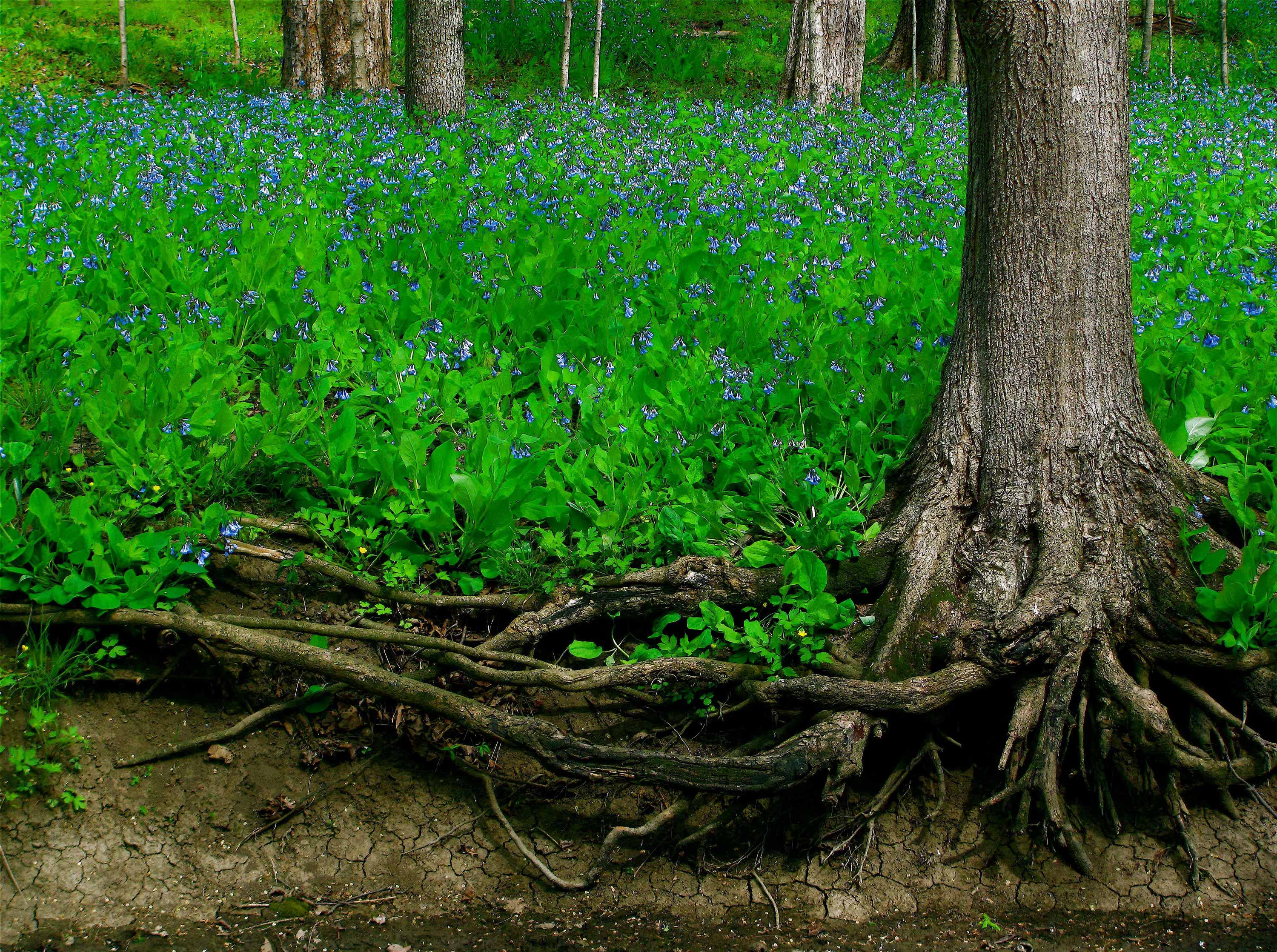 Virginia bluebells at Messenger Woods.