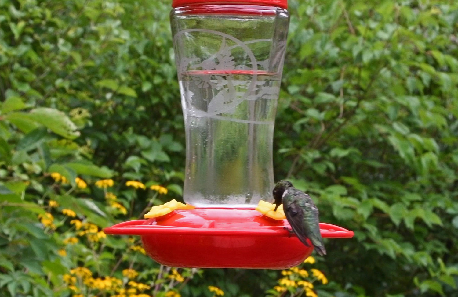 Ruby-throated hummingbird at a feeder
