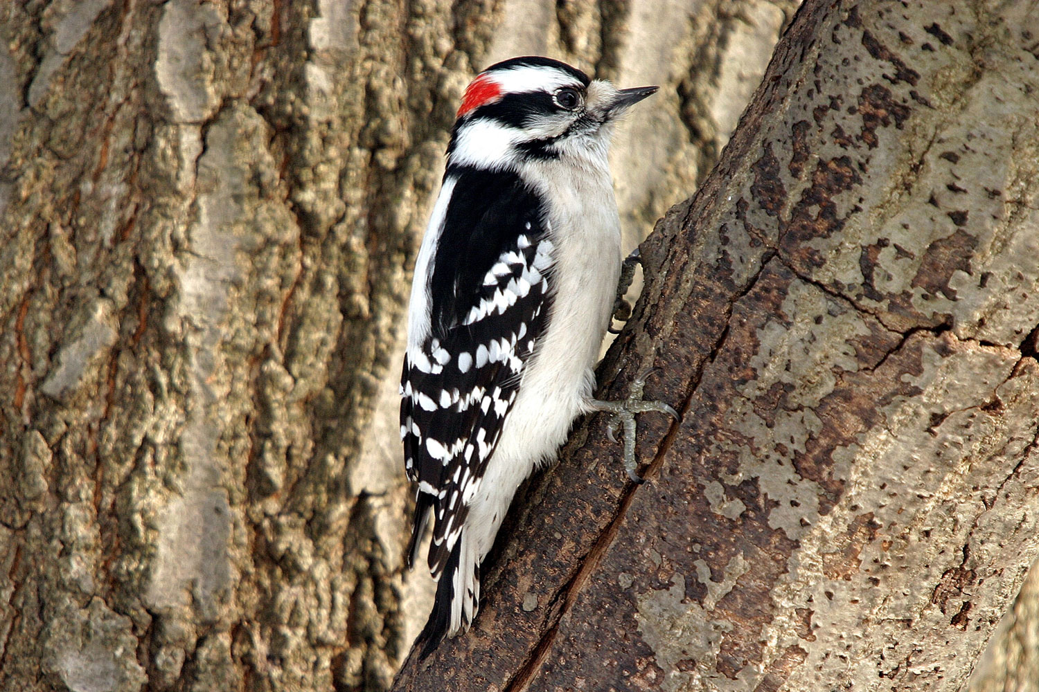 A downy woodpecker in a tree