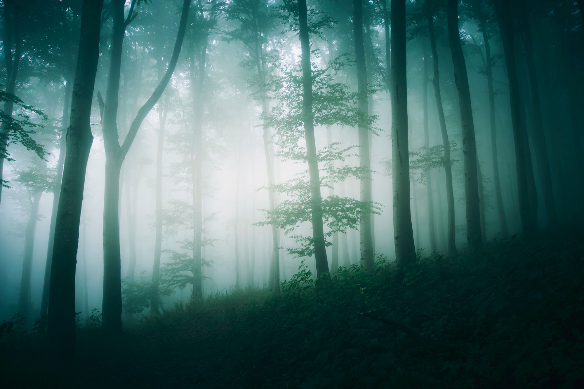 A foggy forest