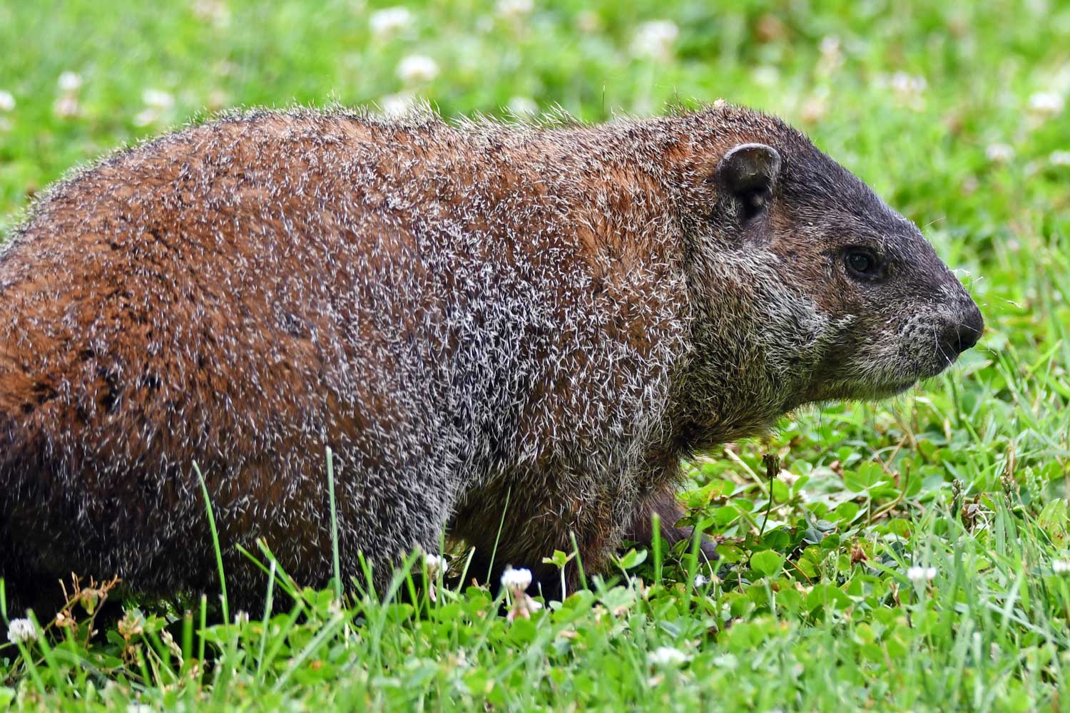 Groundhog standing in grass.