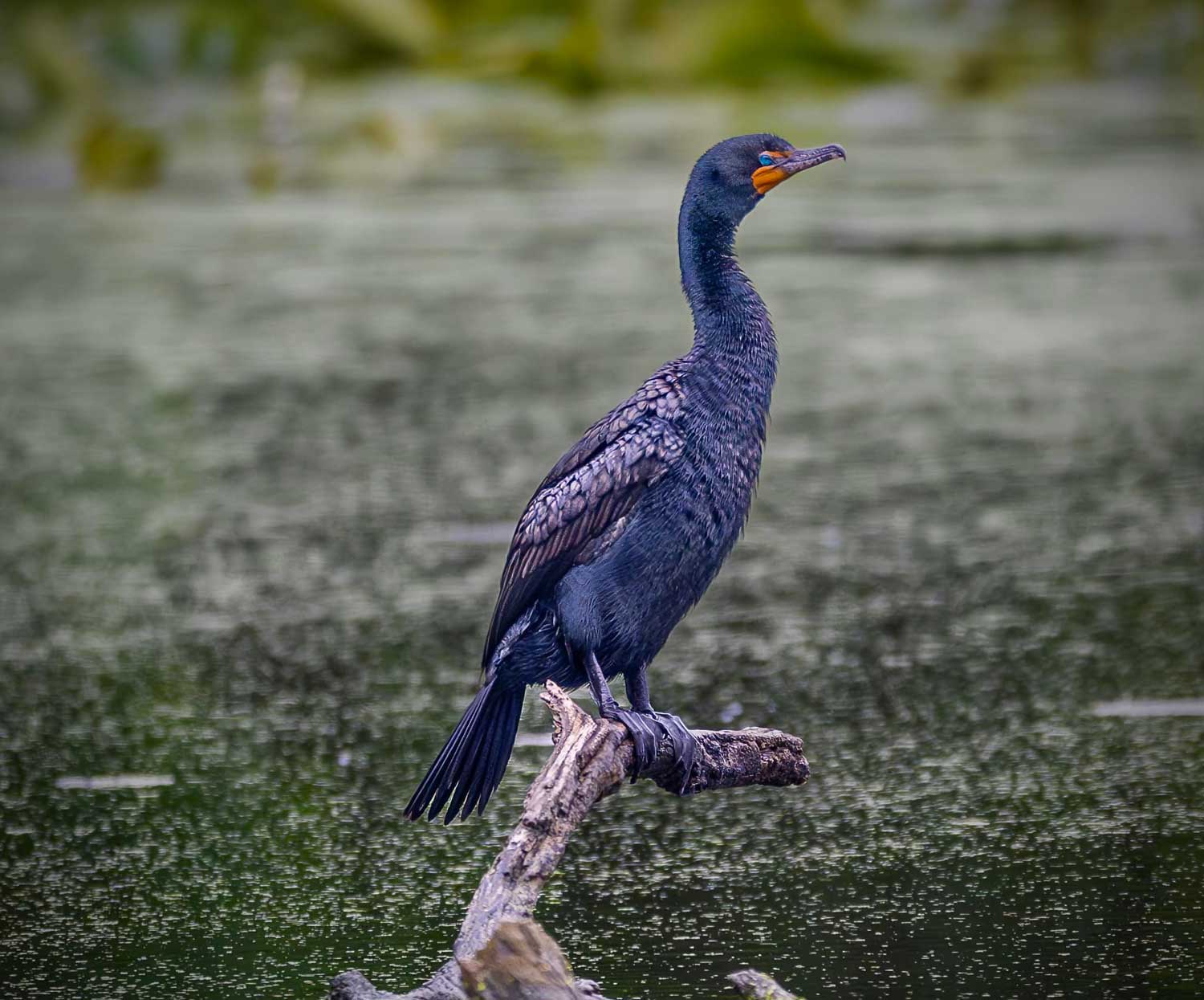 A double-crested cormorant perched on a branch suspended above water.