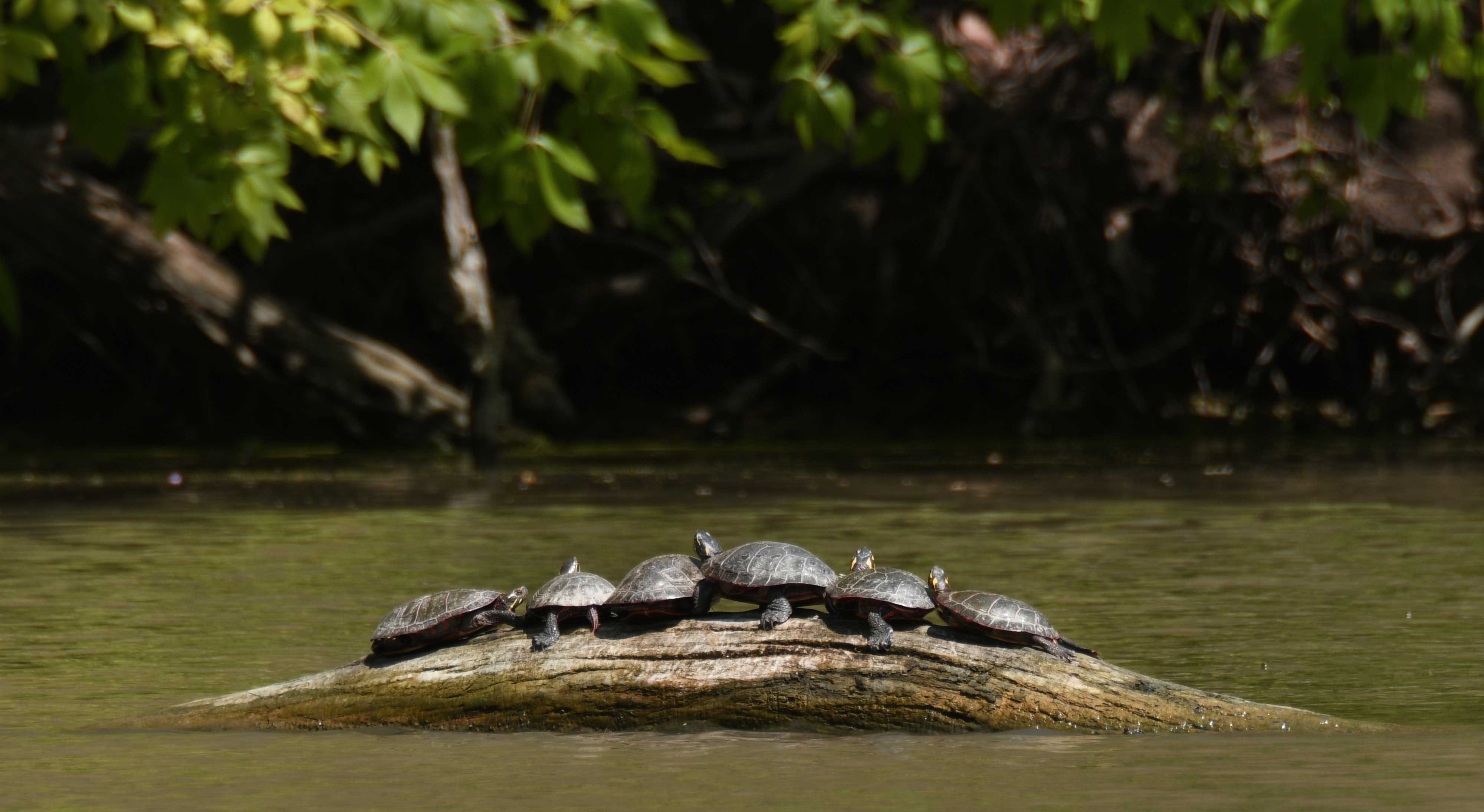 A group of turtles basking in the sun on a log at McKinley Woods.