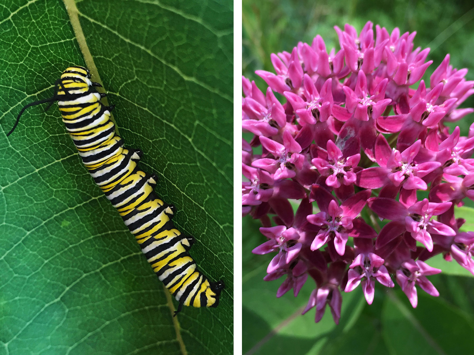 A monarch caterpillar and milkweed.