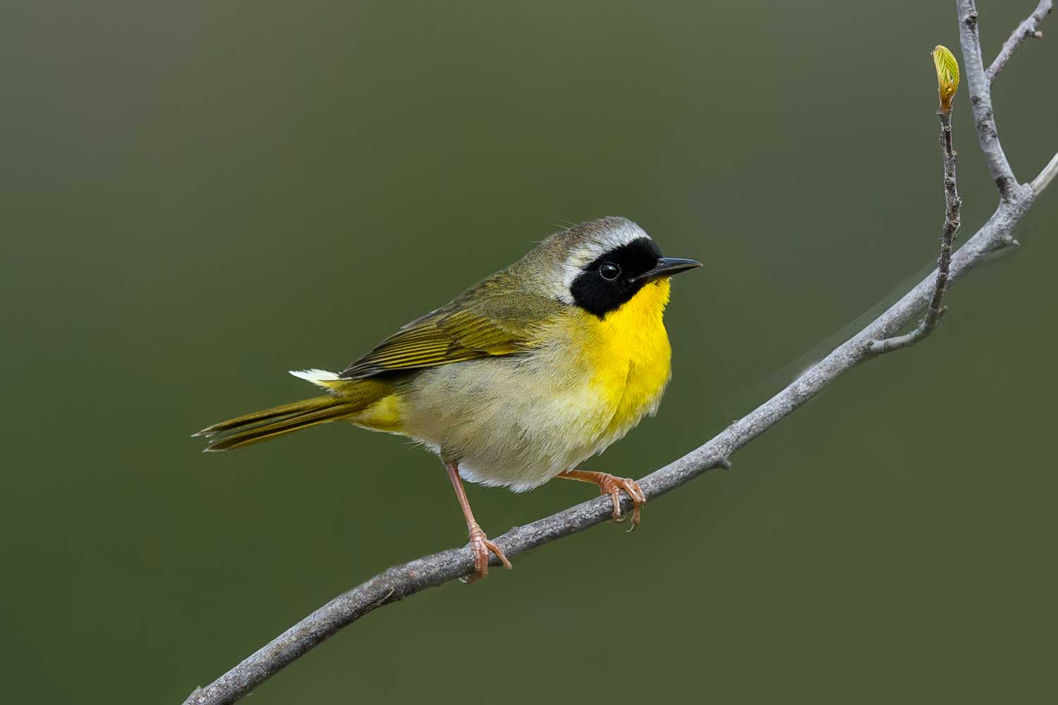 Common yellowthroat warbler perched on a thin branch.