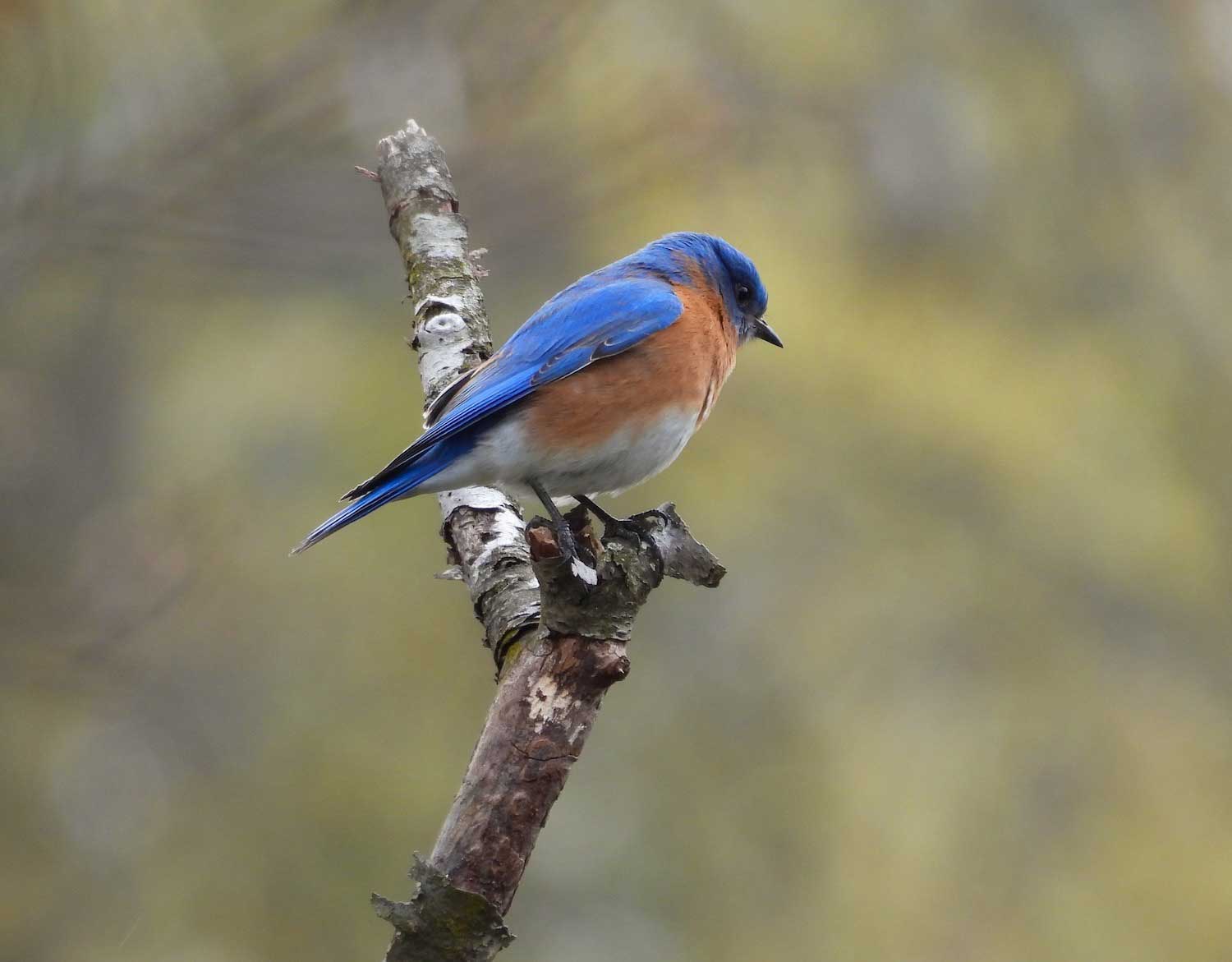 Bluebirds are back from the brink thanks to human interventions