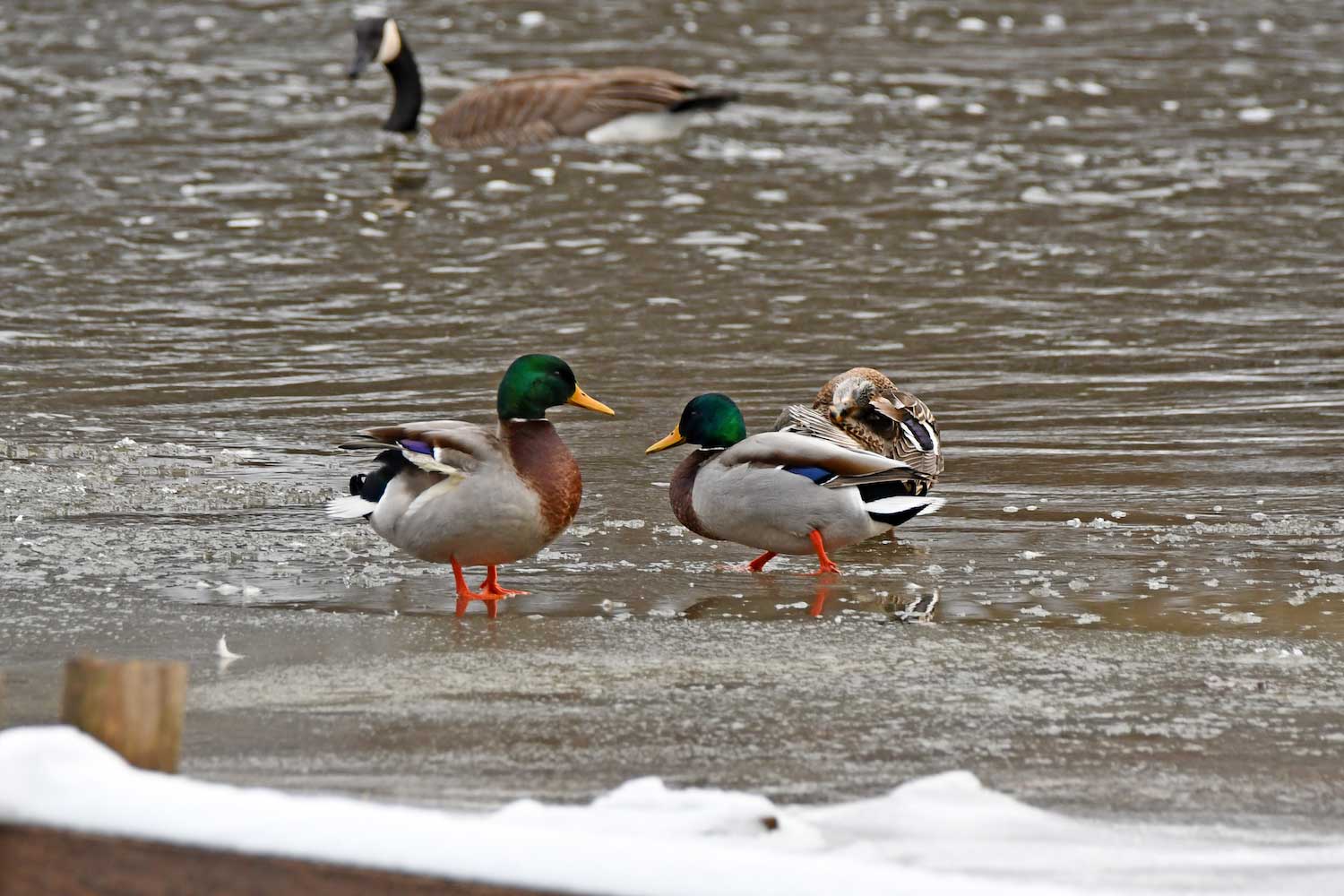 Two mallard ducks and a Canada goose in the water with snow along the shoreline.
