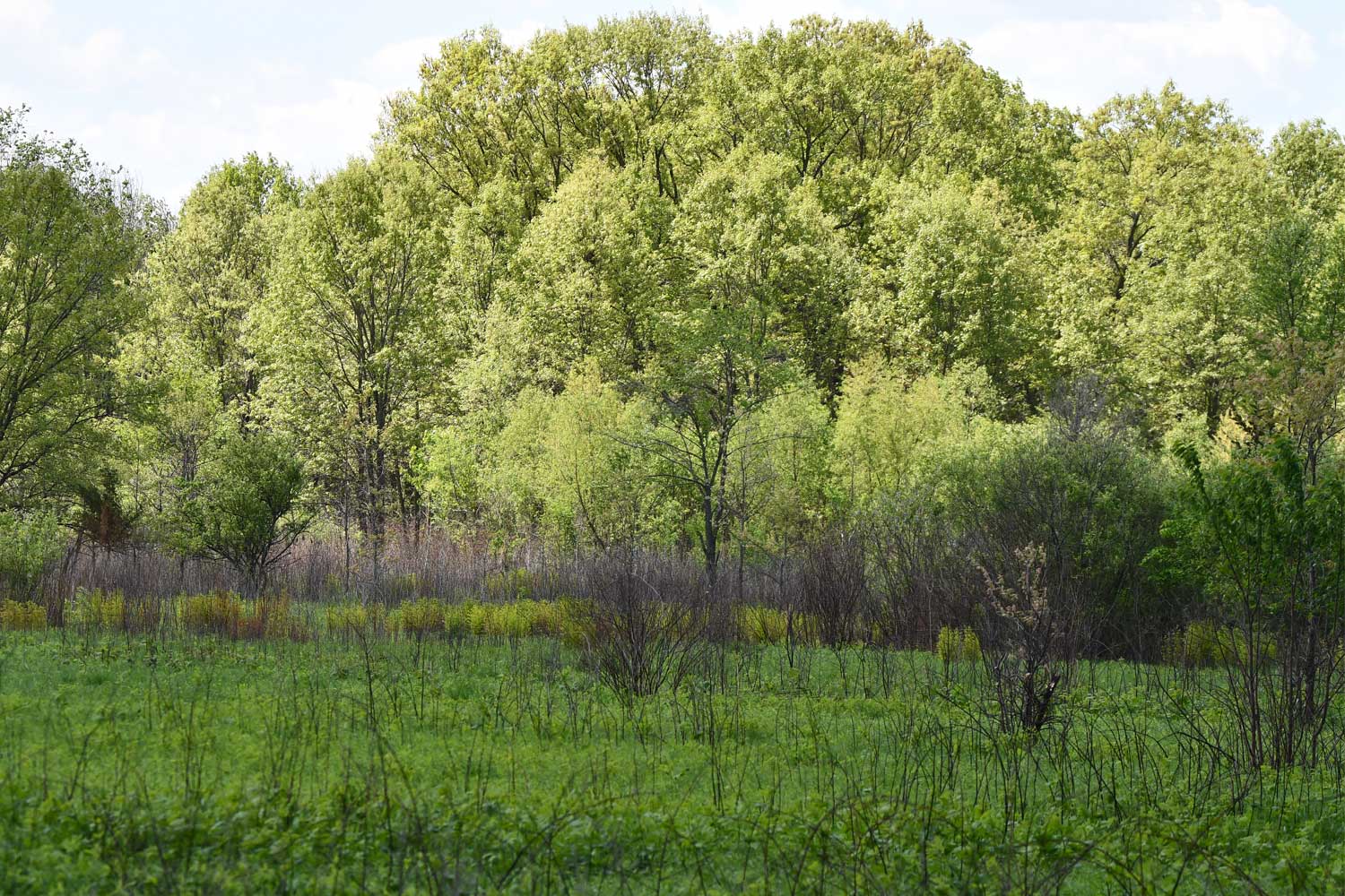 Field with trees in the background.