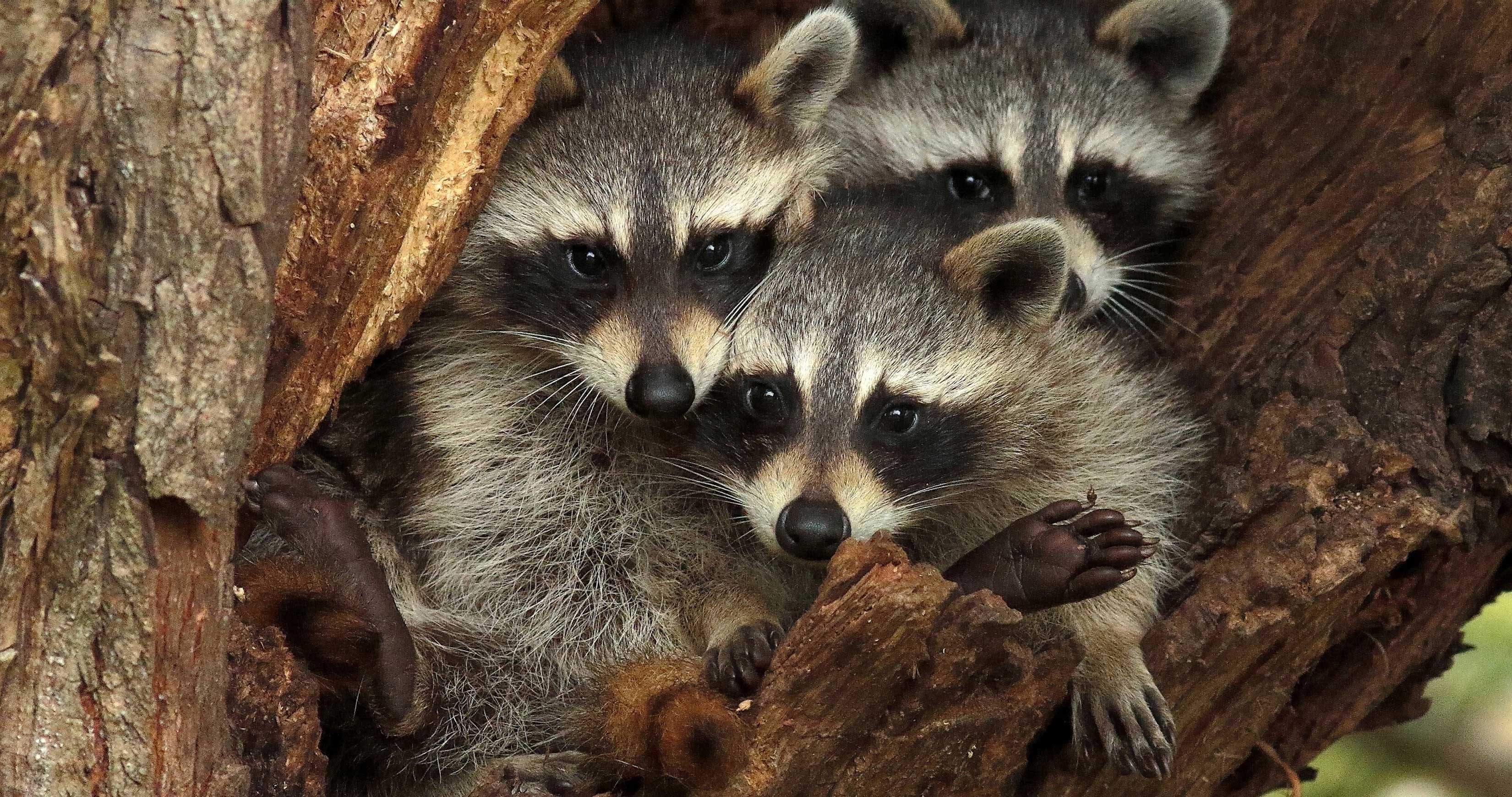 Raccoons peeking out of tree