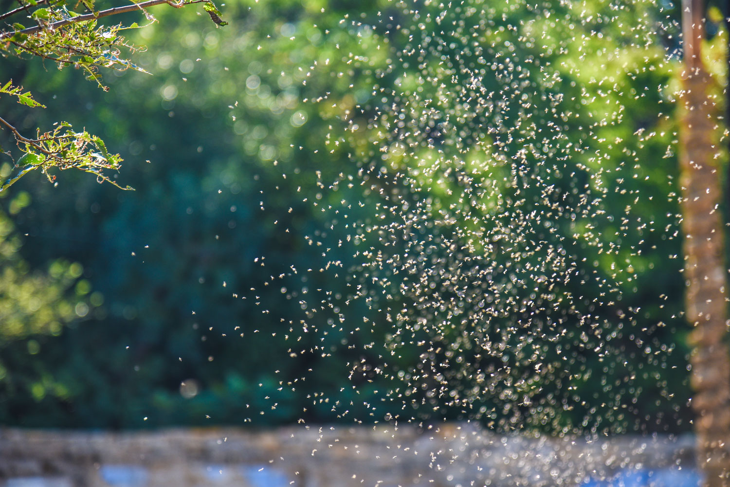 swarm of gnats around kitchen sink home remedies