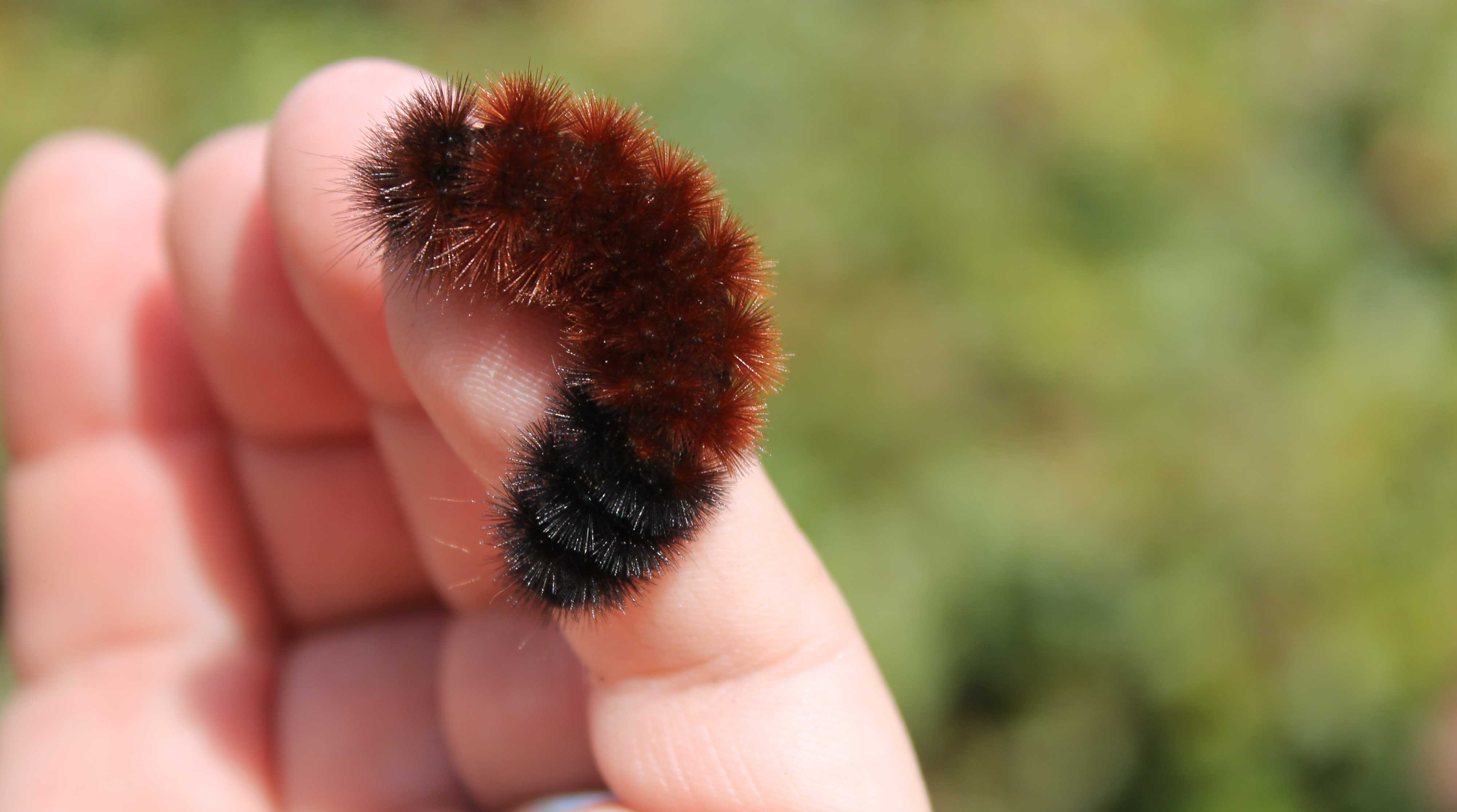 A woolly bear caterpillar crawling on a person's finger.