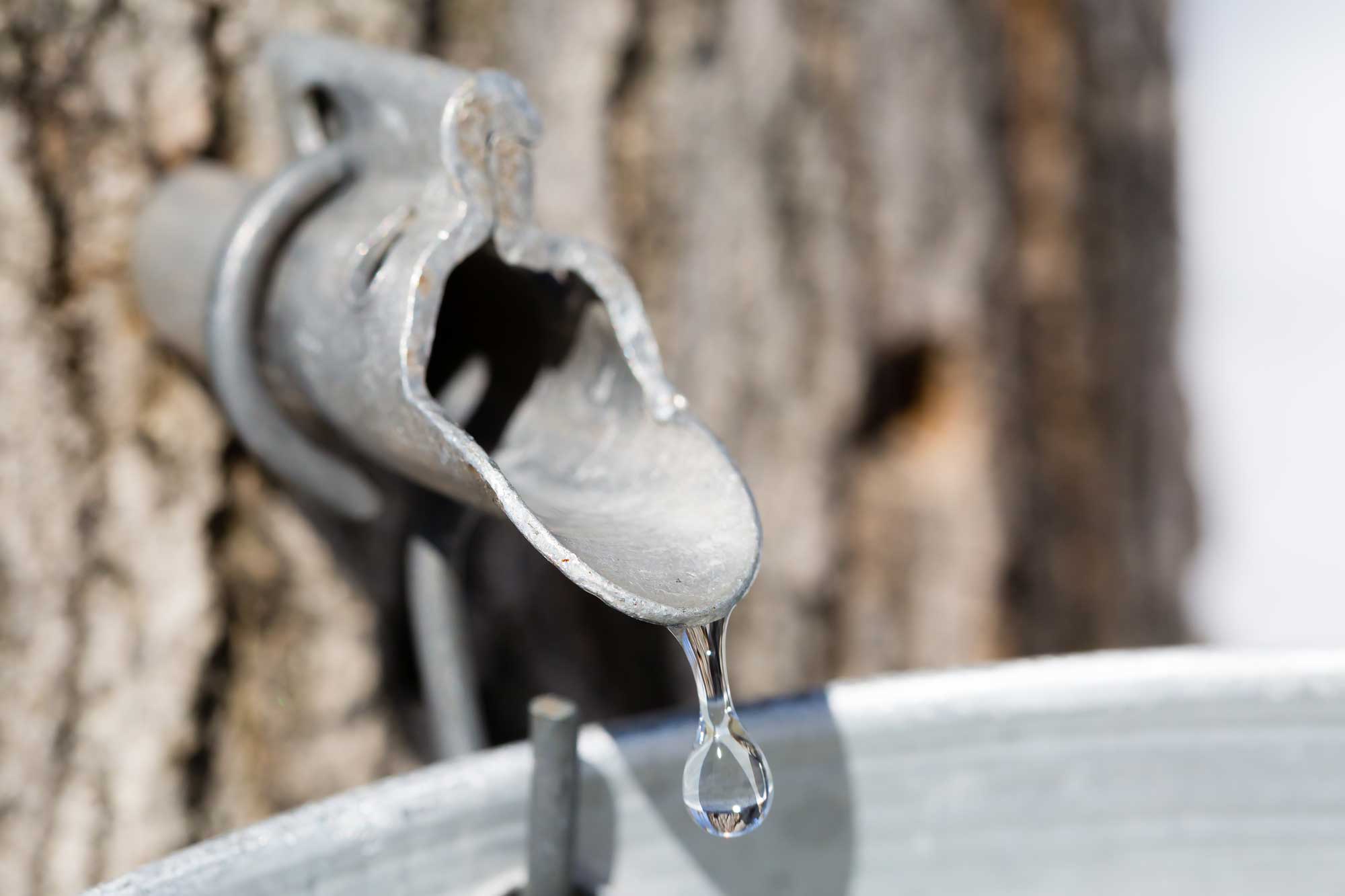 Maple sap dripping from a tap.