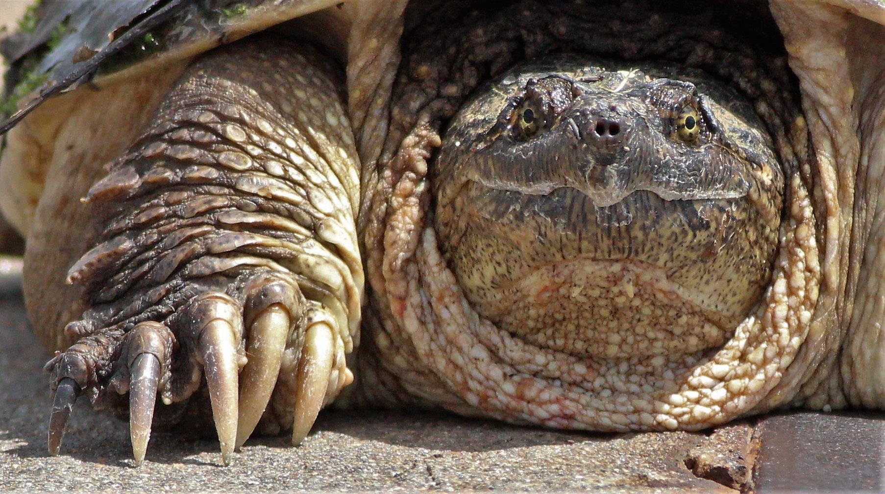 A snapping turtle on the trail