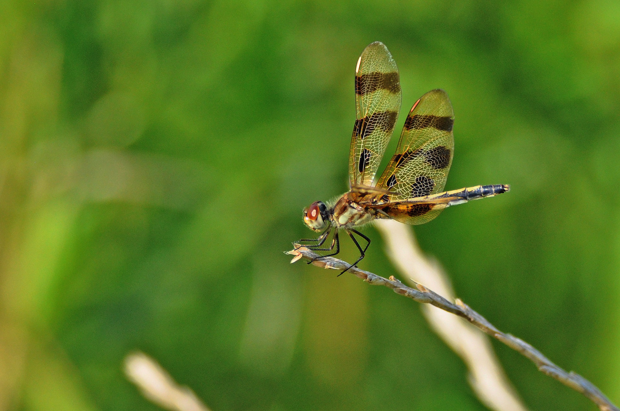 The Halloween pennant dragonfly.