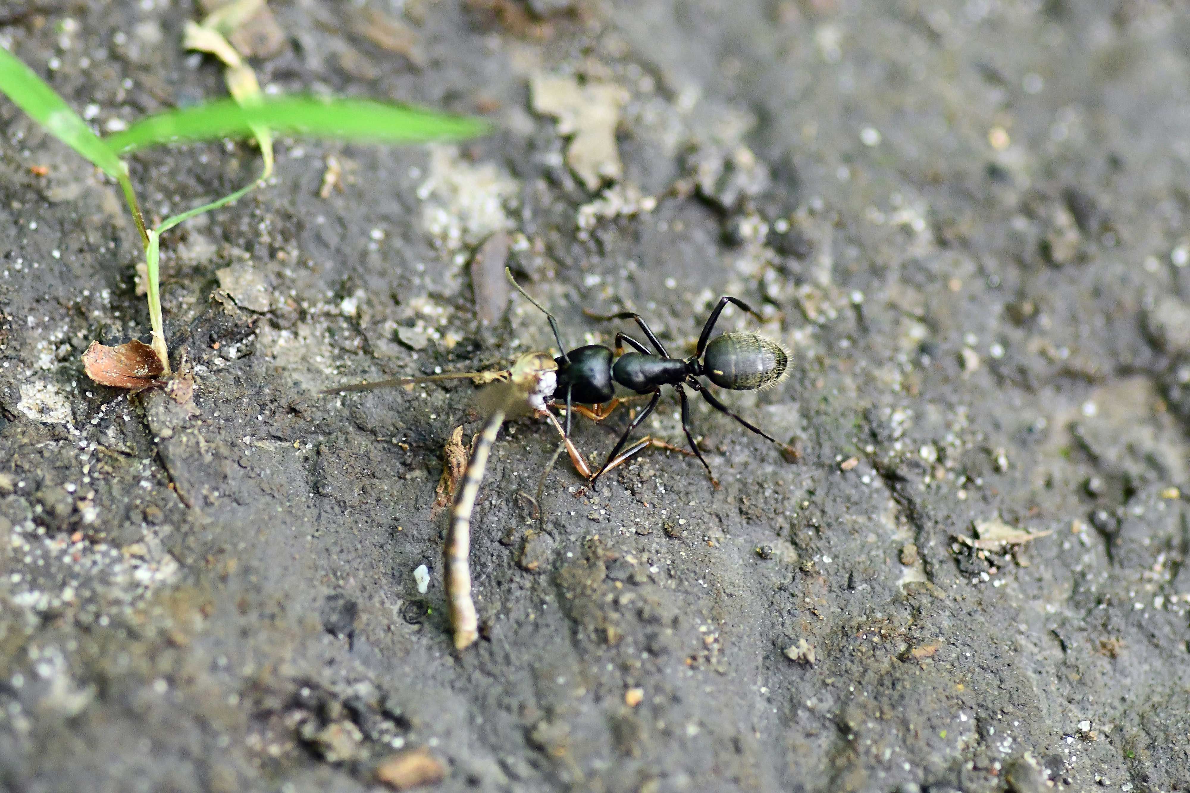 An ant carrying a damselfly.
