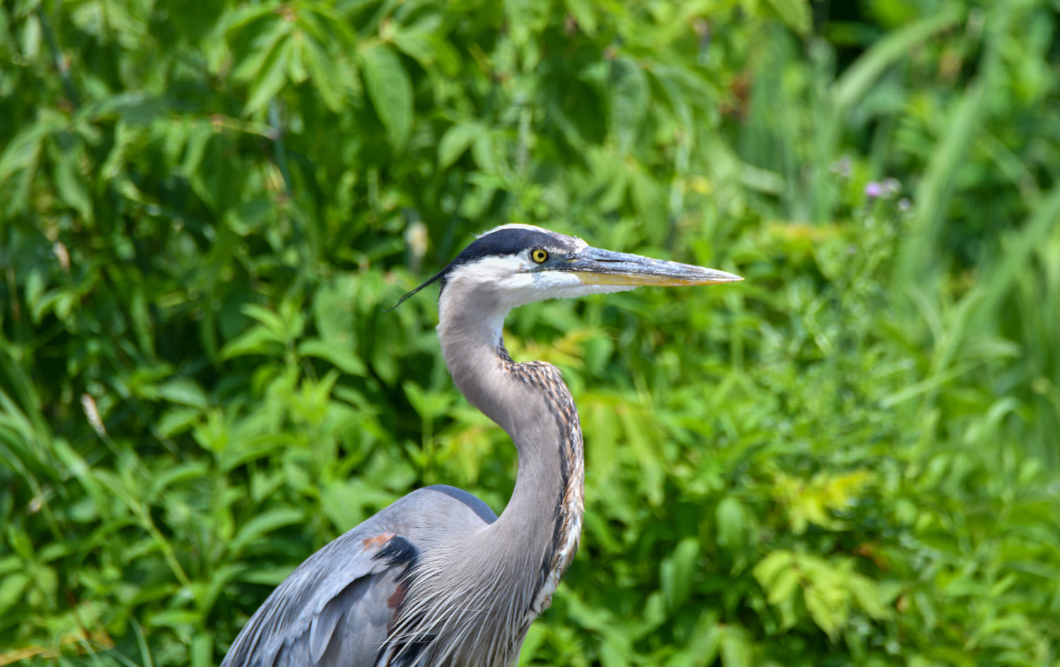 A great blue heron, with its white stripe on its head surrounded by blue feathers, sits along the water's edge.
