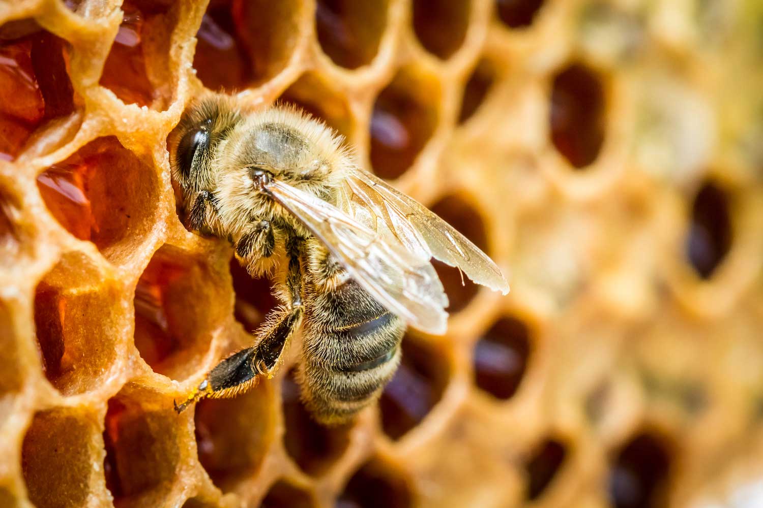 A honeybee on honeycomb.