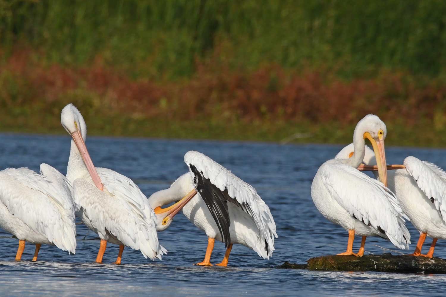 A group of pelicans grooming themselves with their bills as they stand on rocks just above the water's surface.