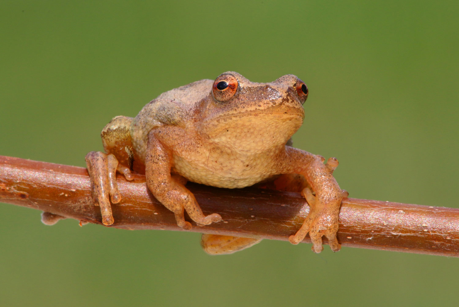 Spring peeper frog on a branch