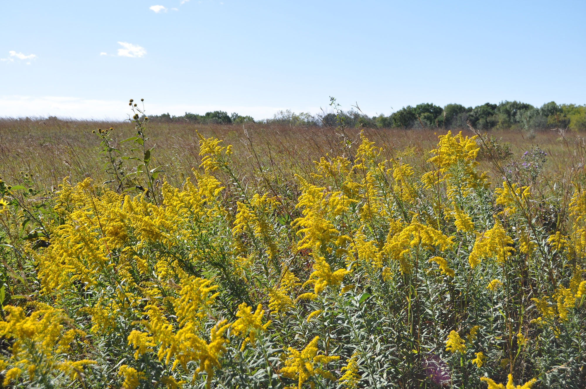 A field of goldenrod.