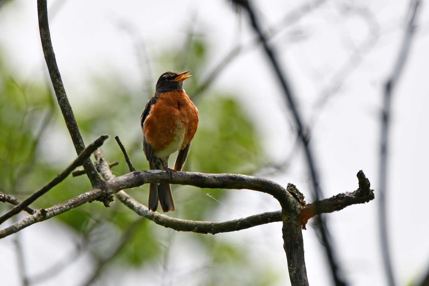 A robin chirping from a branch.