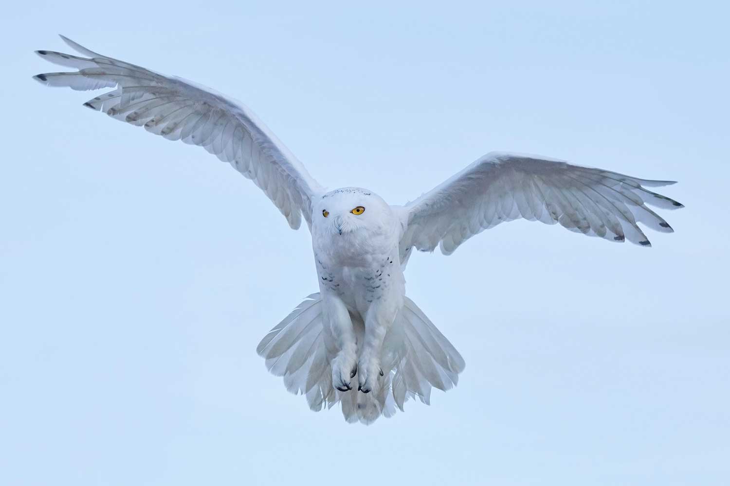 Snowy owl in flight.