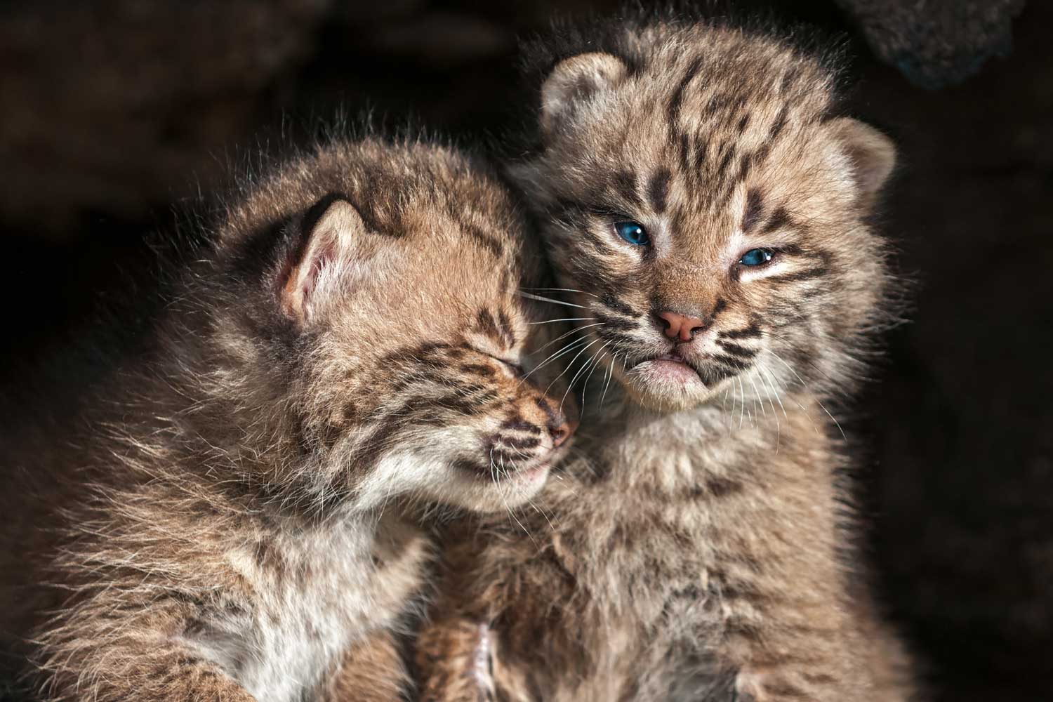 Two bobcat kittens close together.