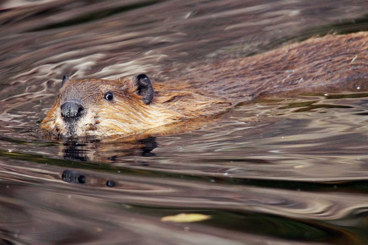 A beaver in the water.