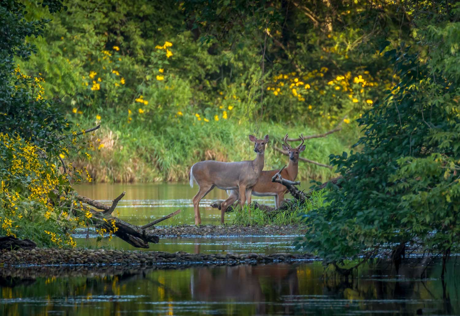 Two deer standing in a shallow stream.