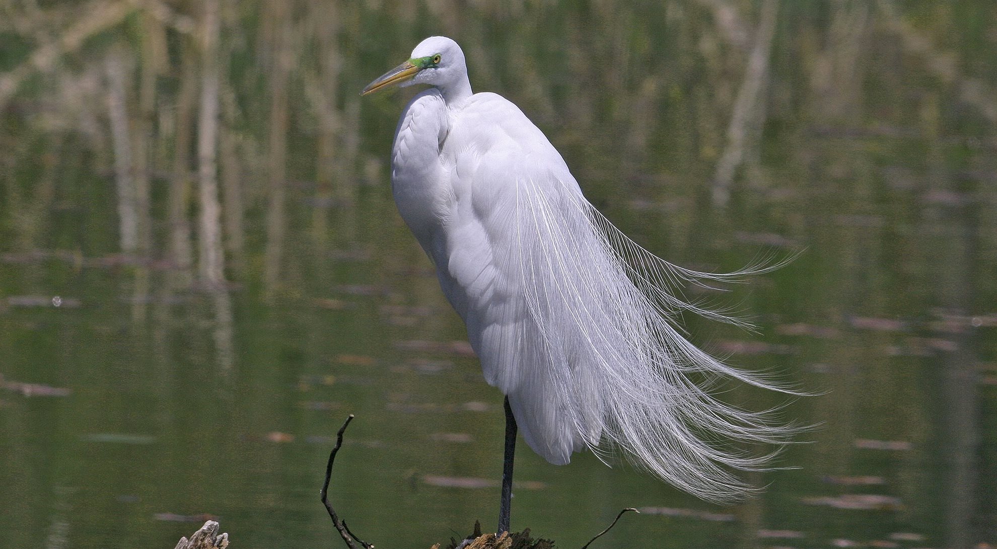 A great egret.