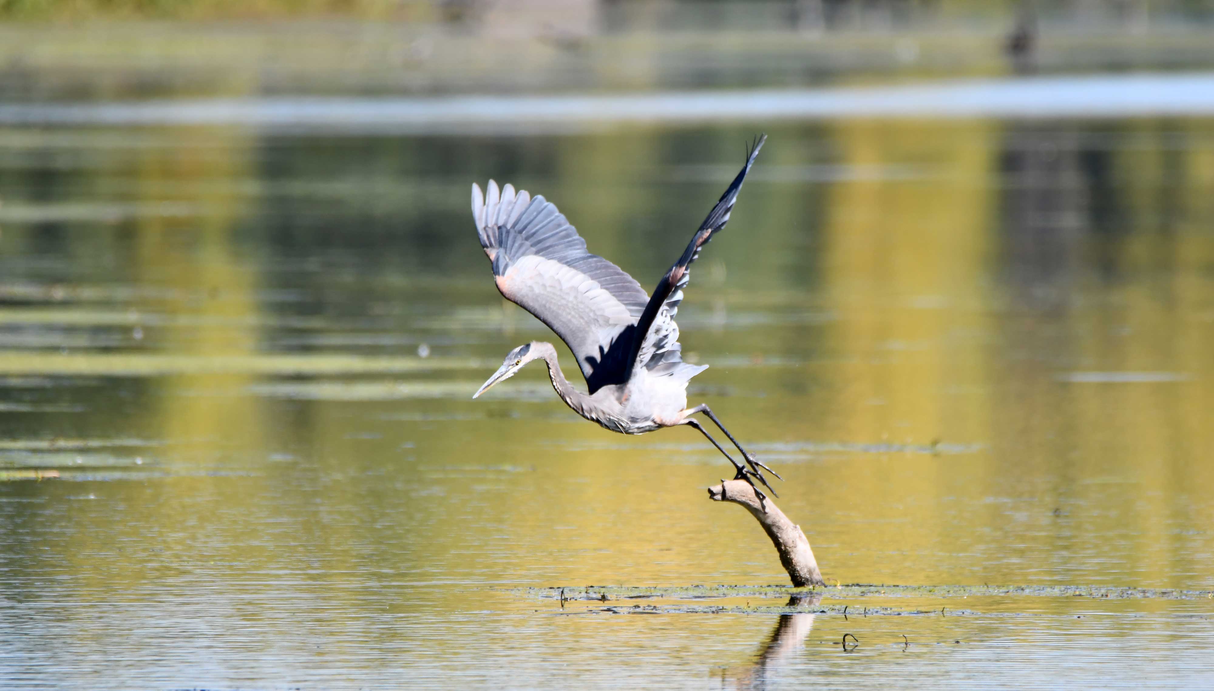 A great egret in flight over water at McKinley Woods.