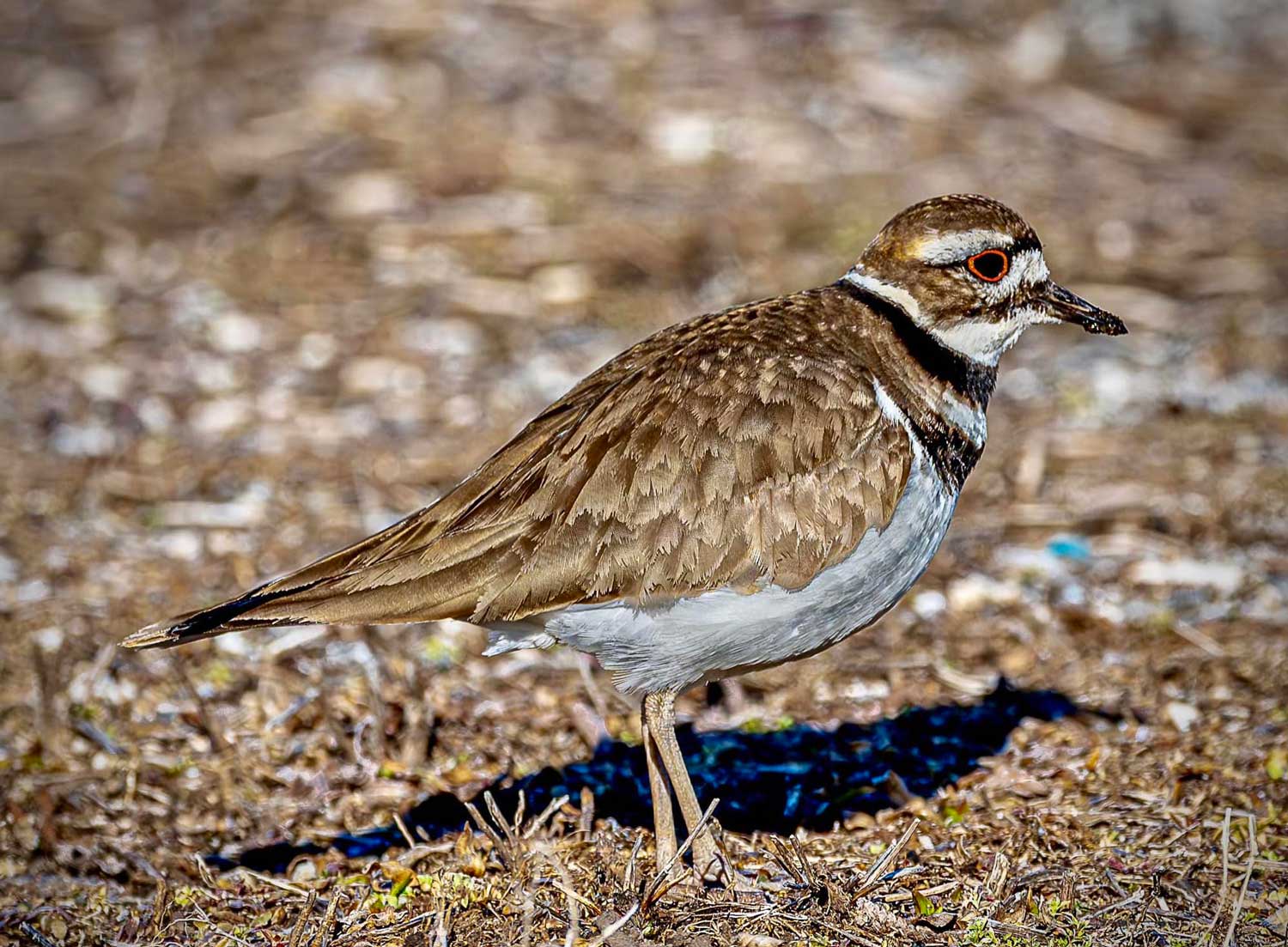 A killdeer standing on the ground.