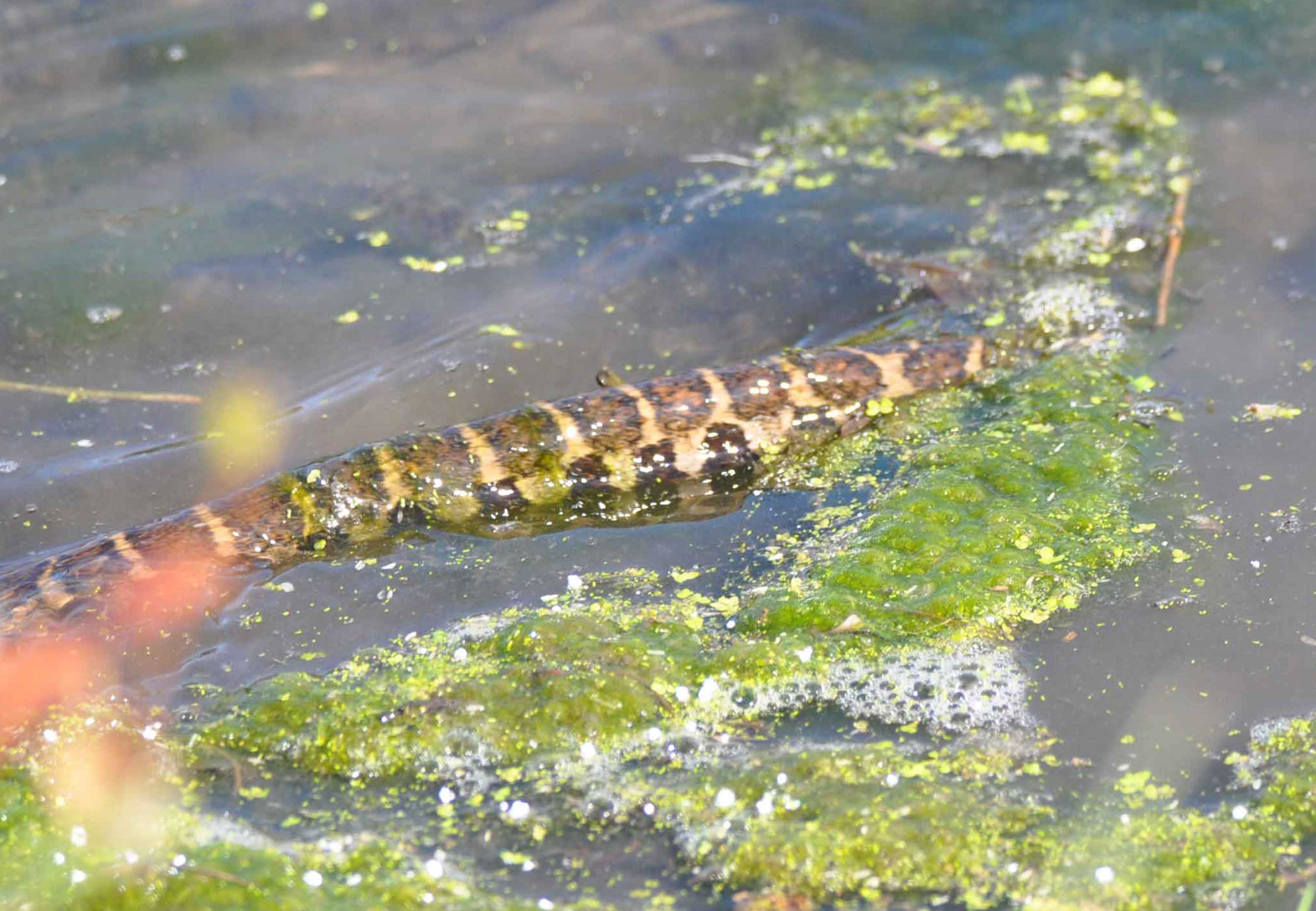 A northern water snake in the water.