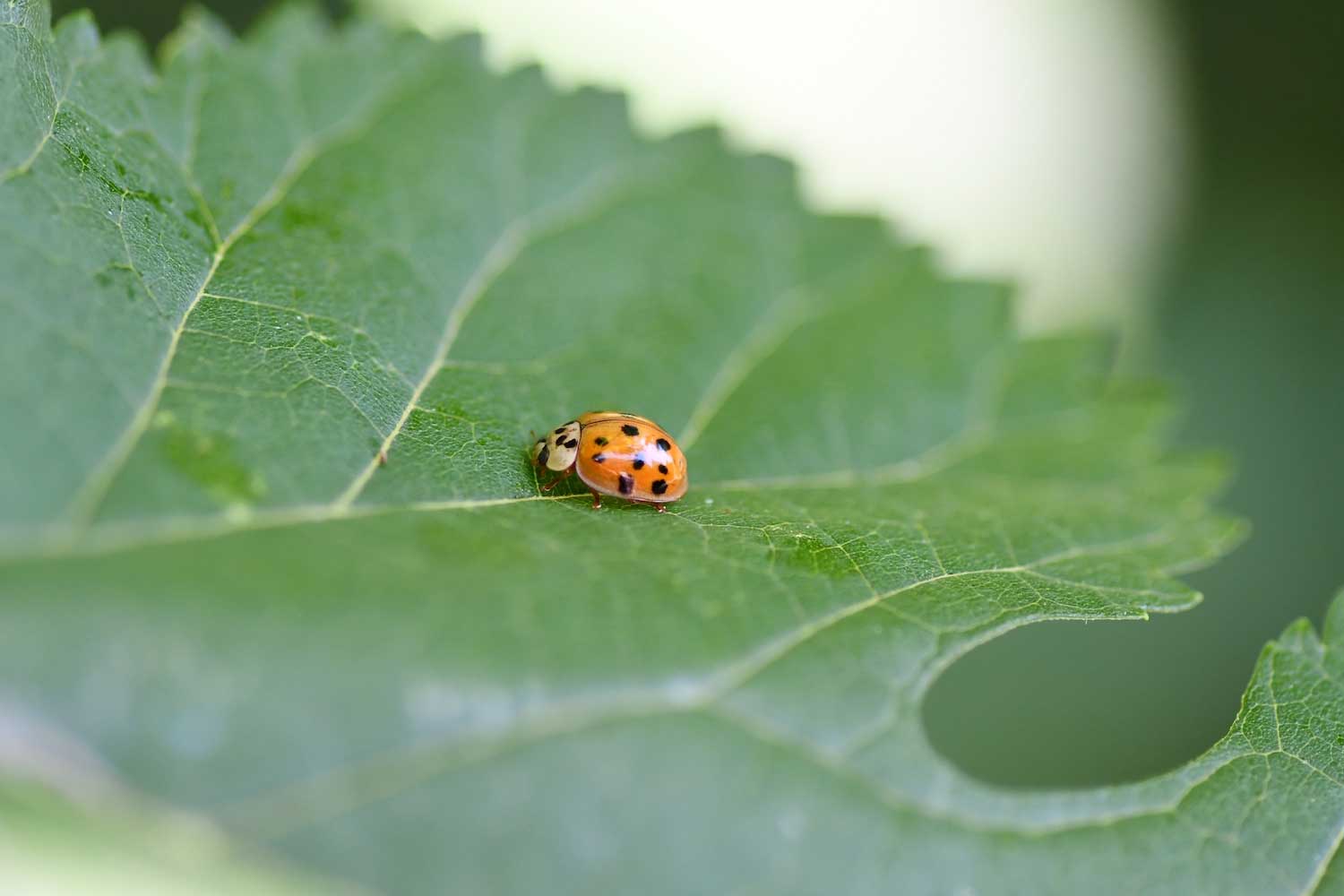A ladybug on a green leaf.