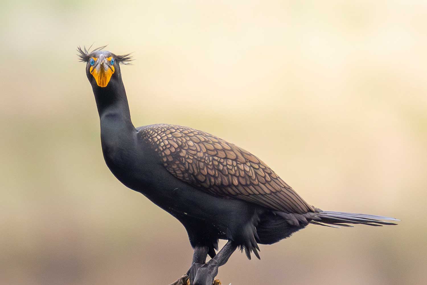Double crested cormorant perched on a branch.