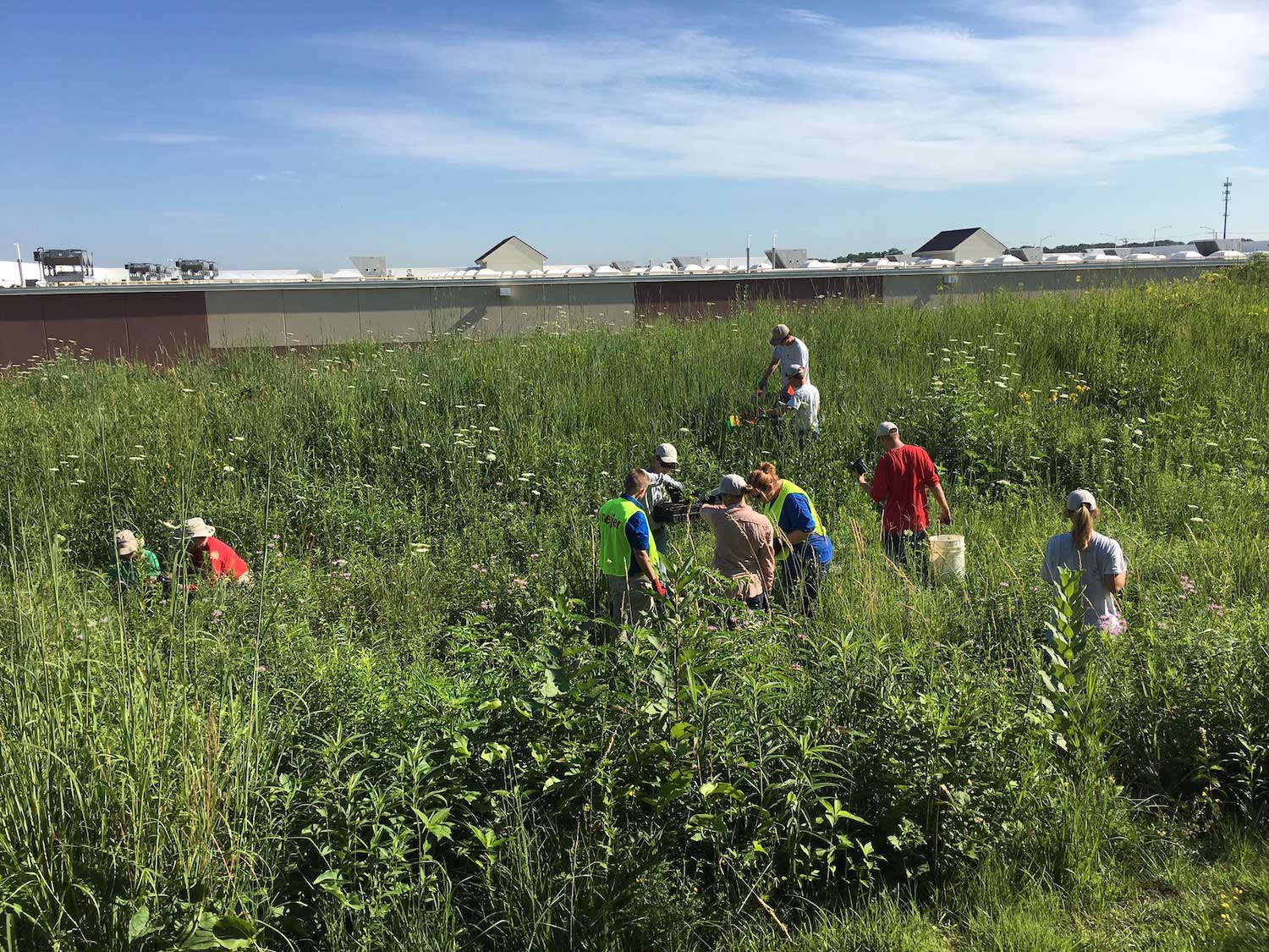 A group working in a prairie to collect seed from plants.