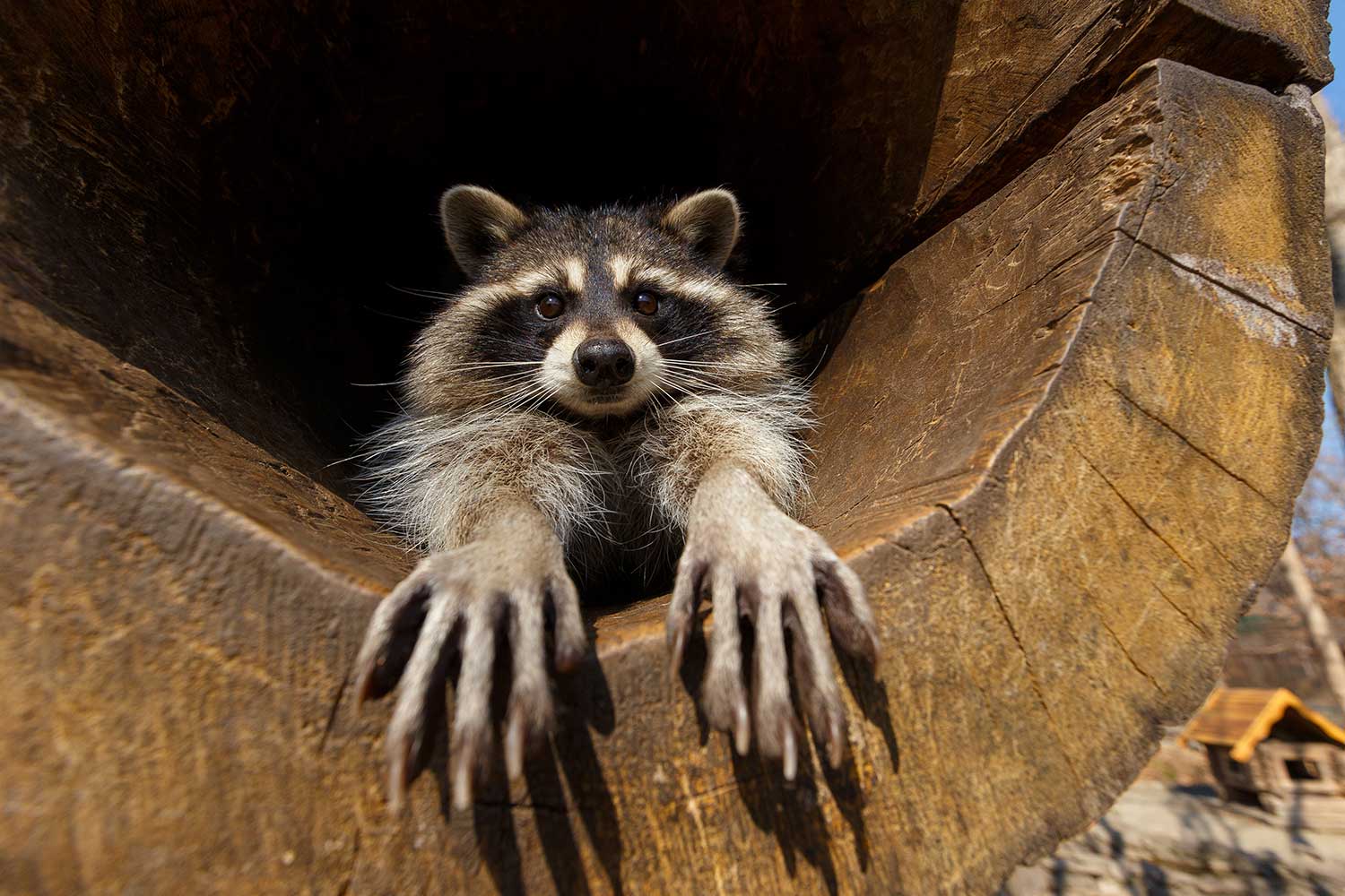 A raccoon at the end of a hole in a fallen tree trunk with its paws sticking out.