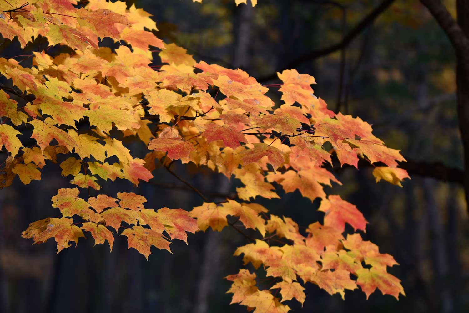 Maple leaves showing off their fall color in shades of orange and red.