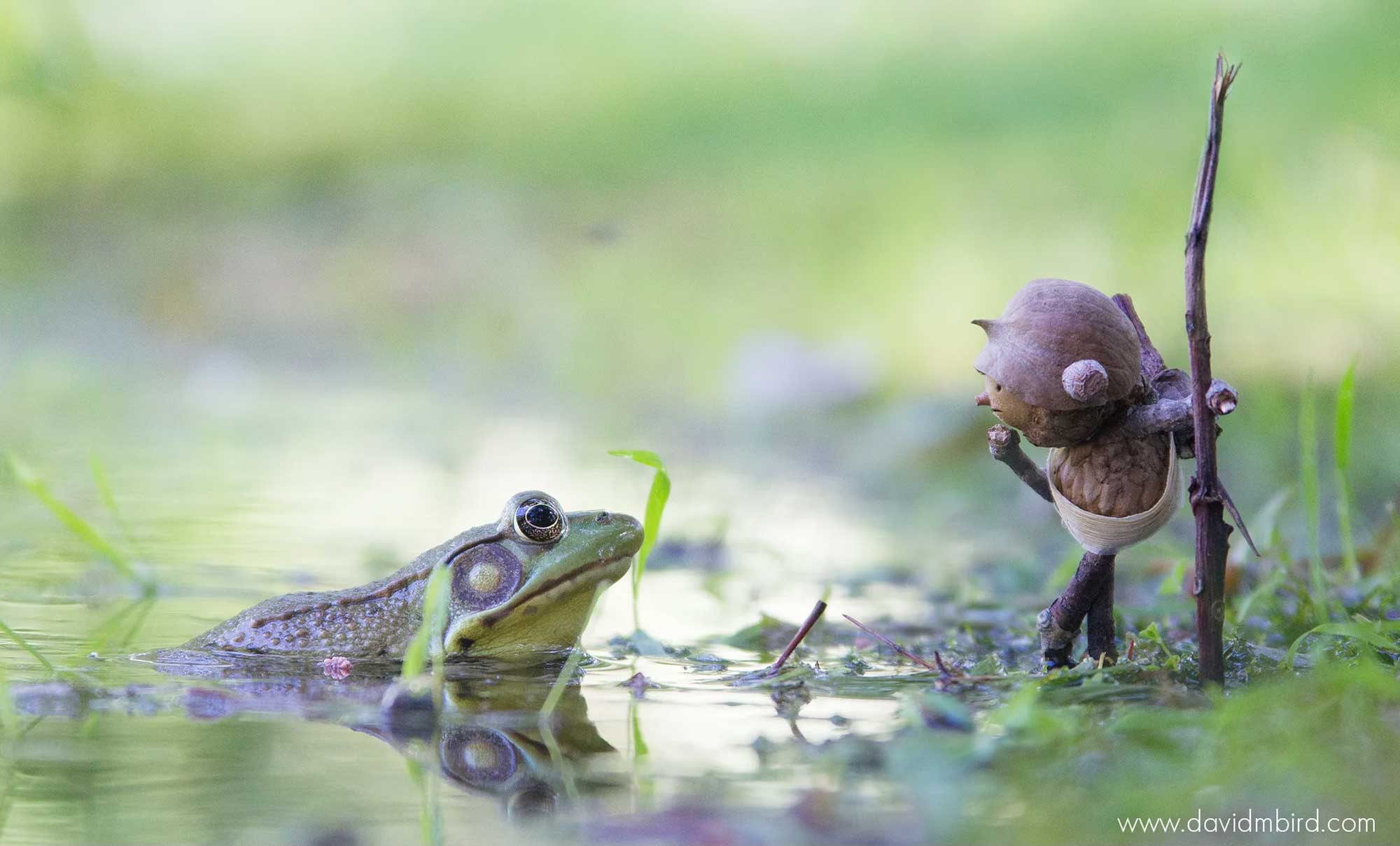A nature illustration featuring a tiny acorn person looking at a frog.