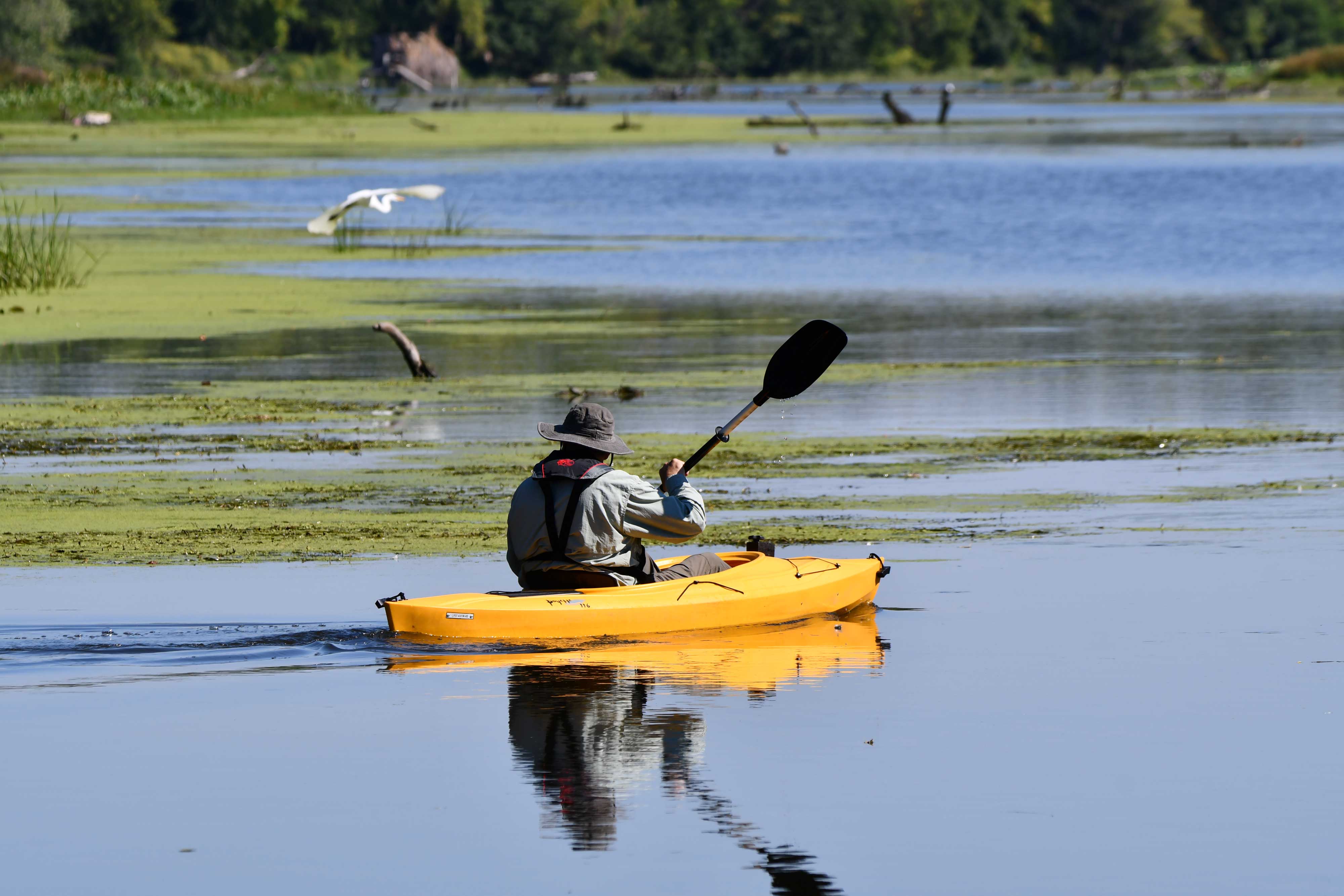A kayaker looking at birds.