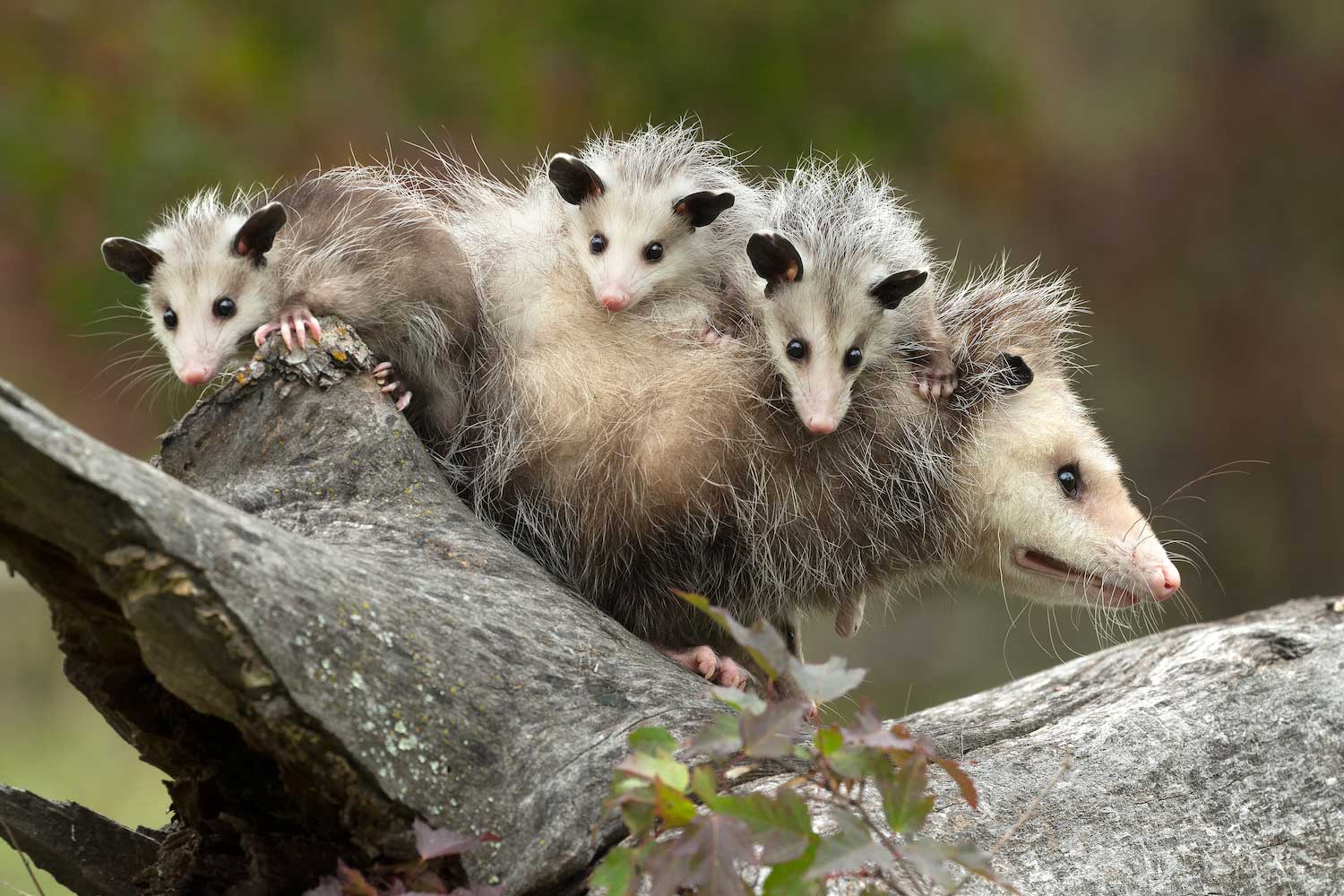 A mother opossum carrying three babies on its back. 