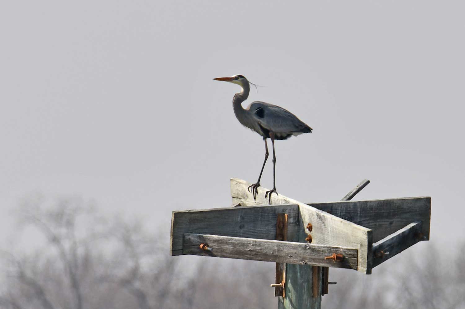 A great blue heron standing atop a wooden nesting structure.