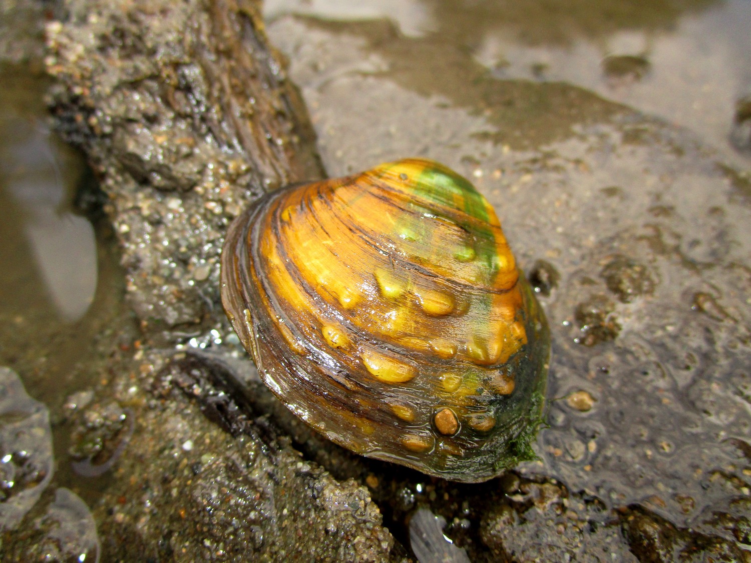 A mussel in a stream.